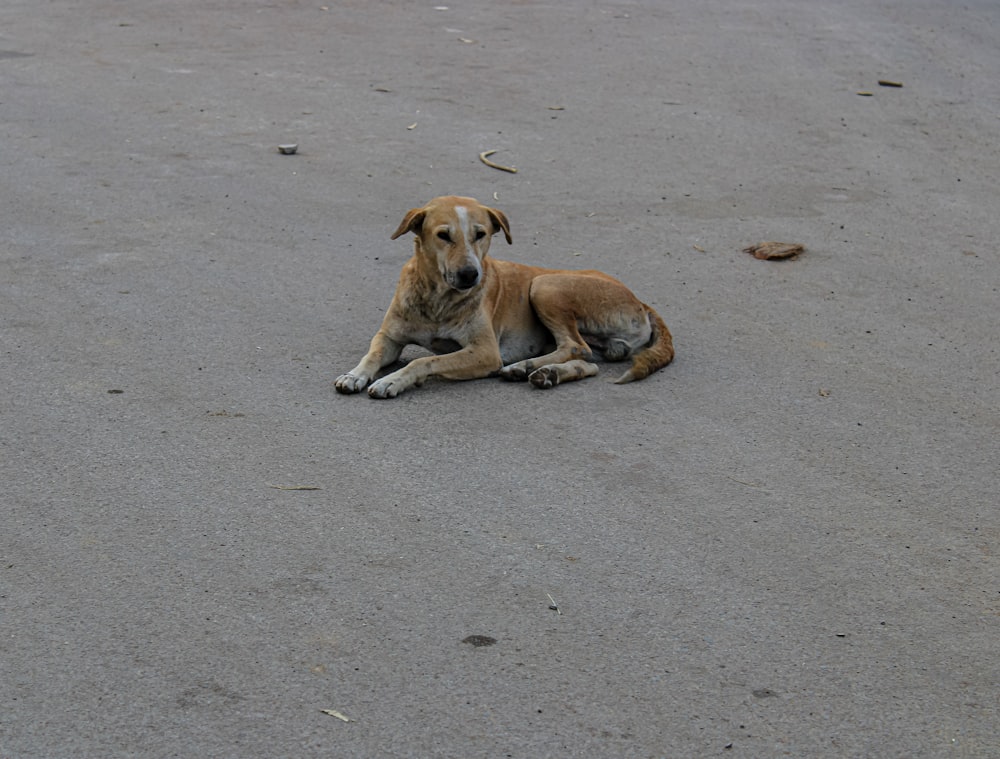 a brown dog laying on top of a sandy beach