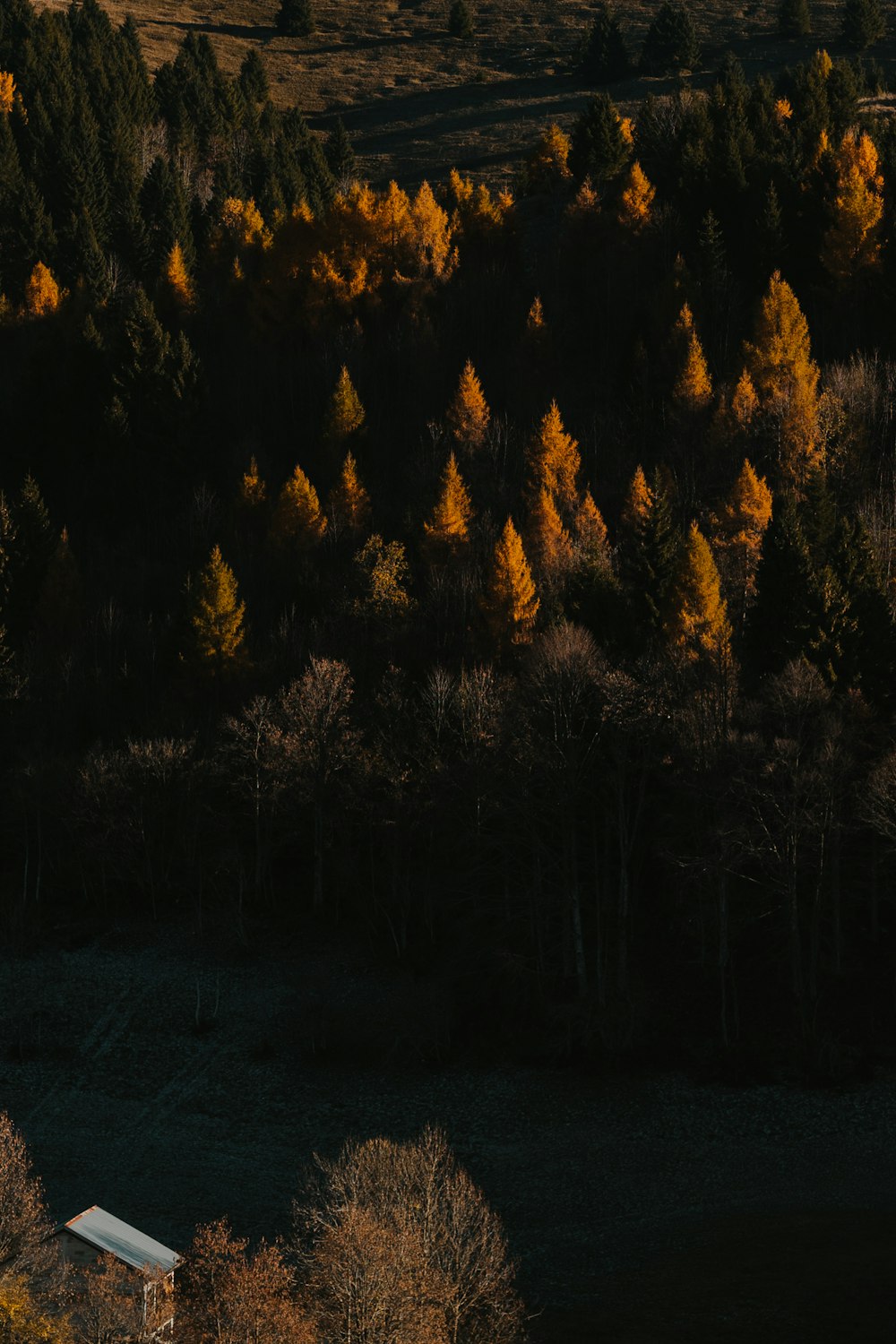 an aerial view of a wooded area with a bench in the foreground