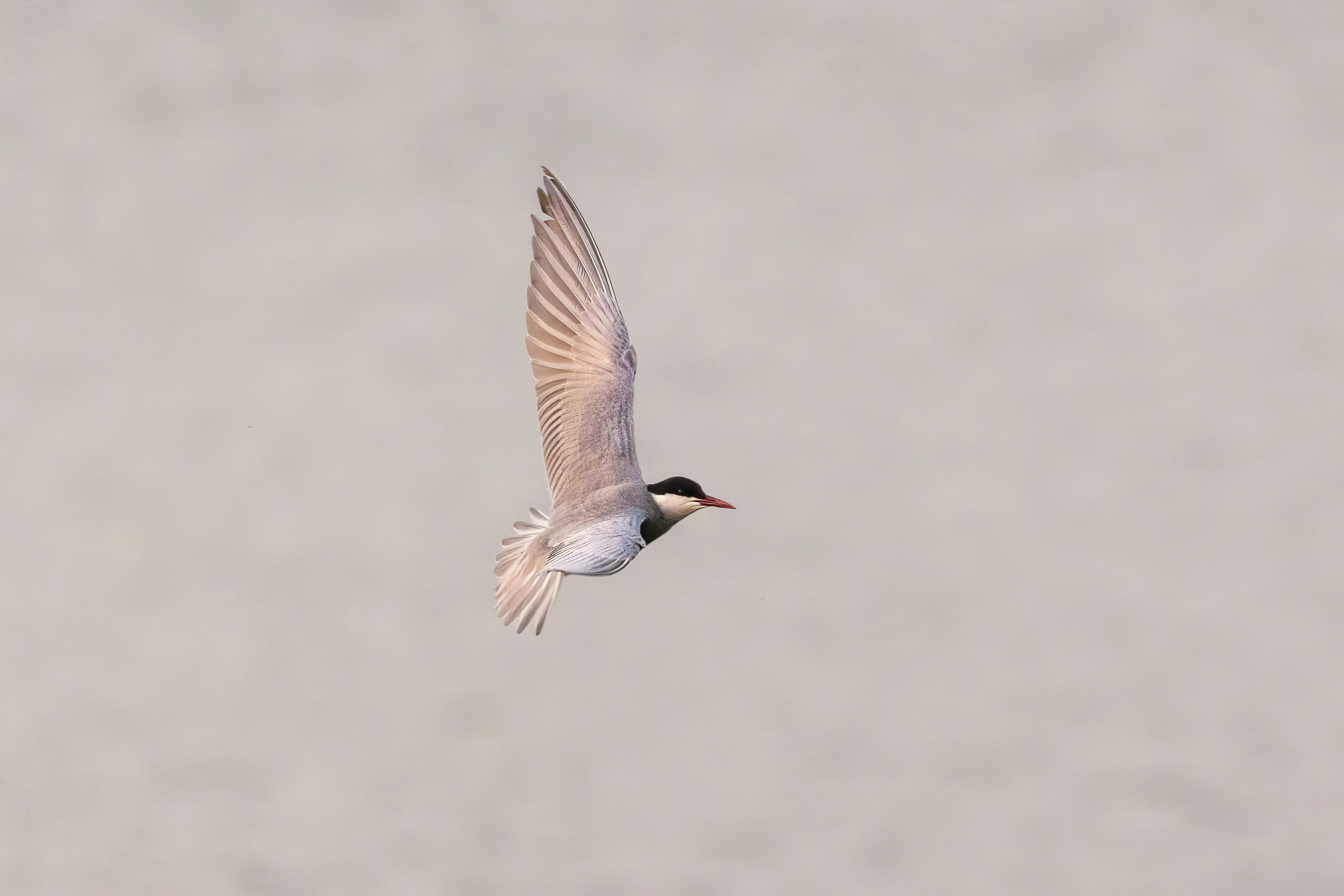a bird flying in the sky with its wings spread