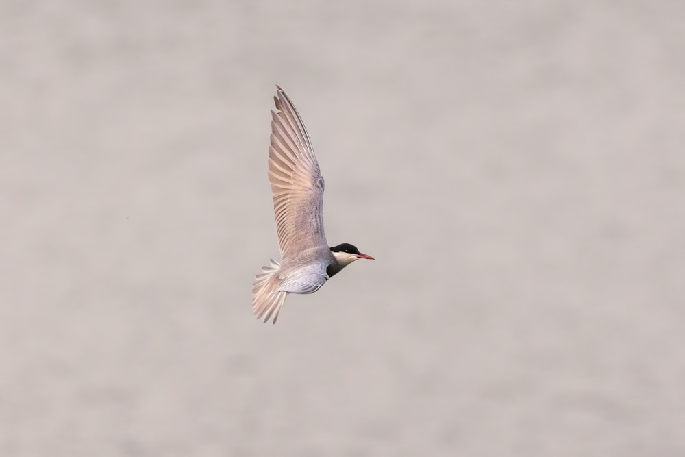 a bird flying in the sky with its wings spread