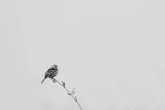 a black and white photo of a bird on a branch