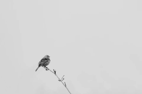 a black and white photo of a bird on a branch