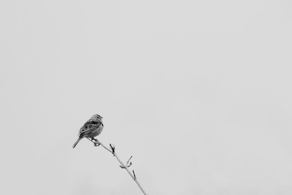 a black and white photo of a bird on a branch