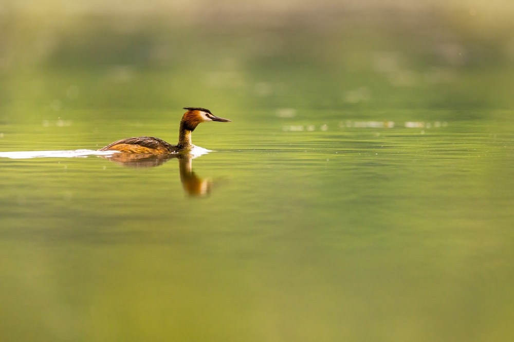 a duck floating on top of a body of water