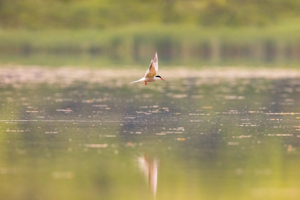 a bird flying over a body of water