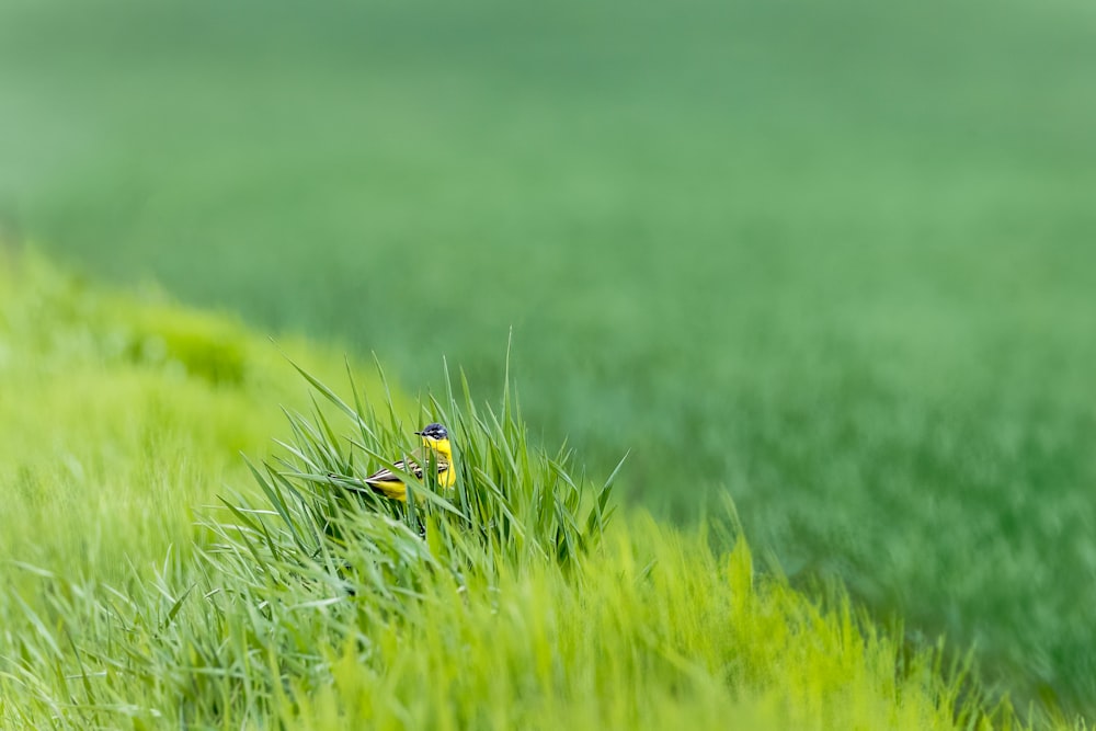 a small bird sitting on top of a lush green field