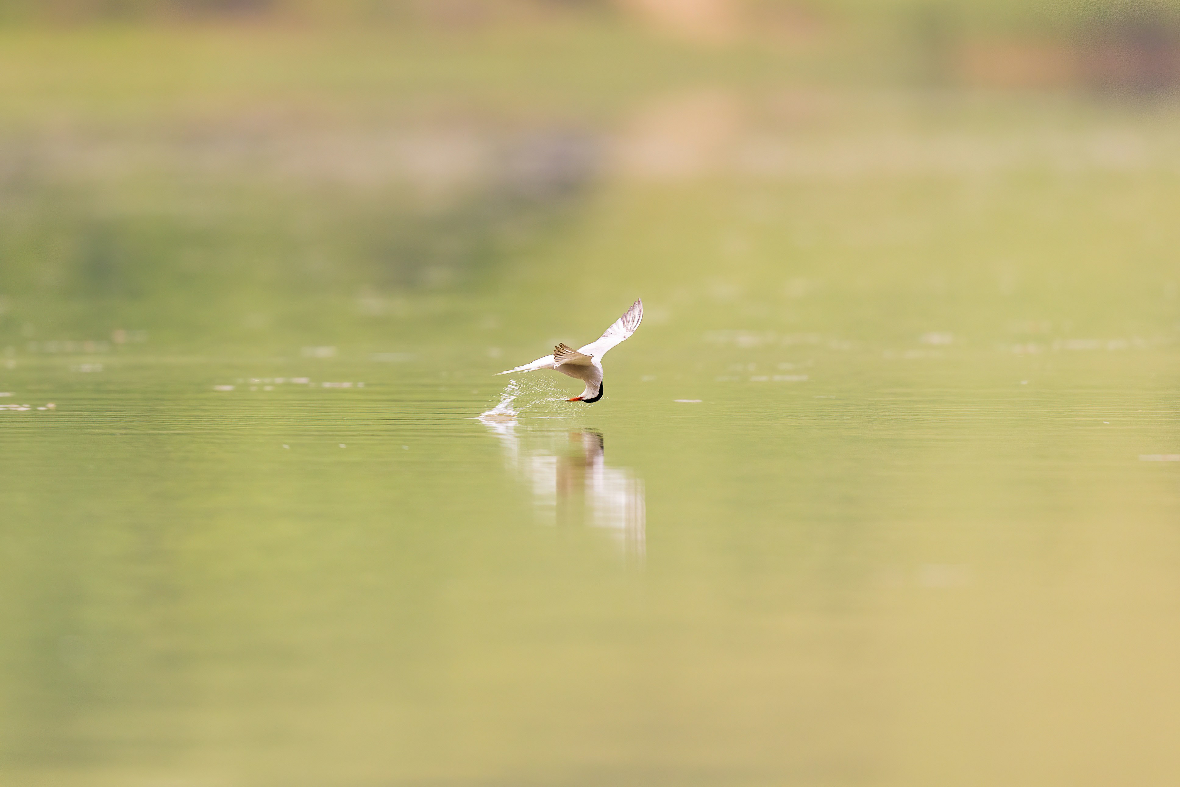 a bird flying over a body of water