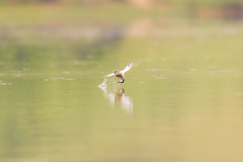 a bird flying over a body of water