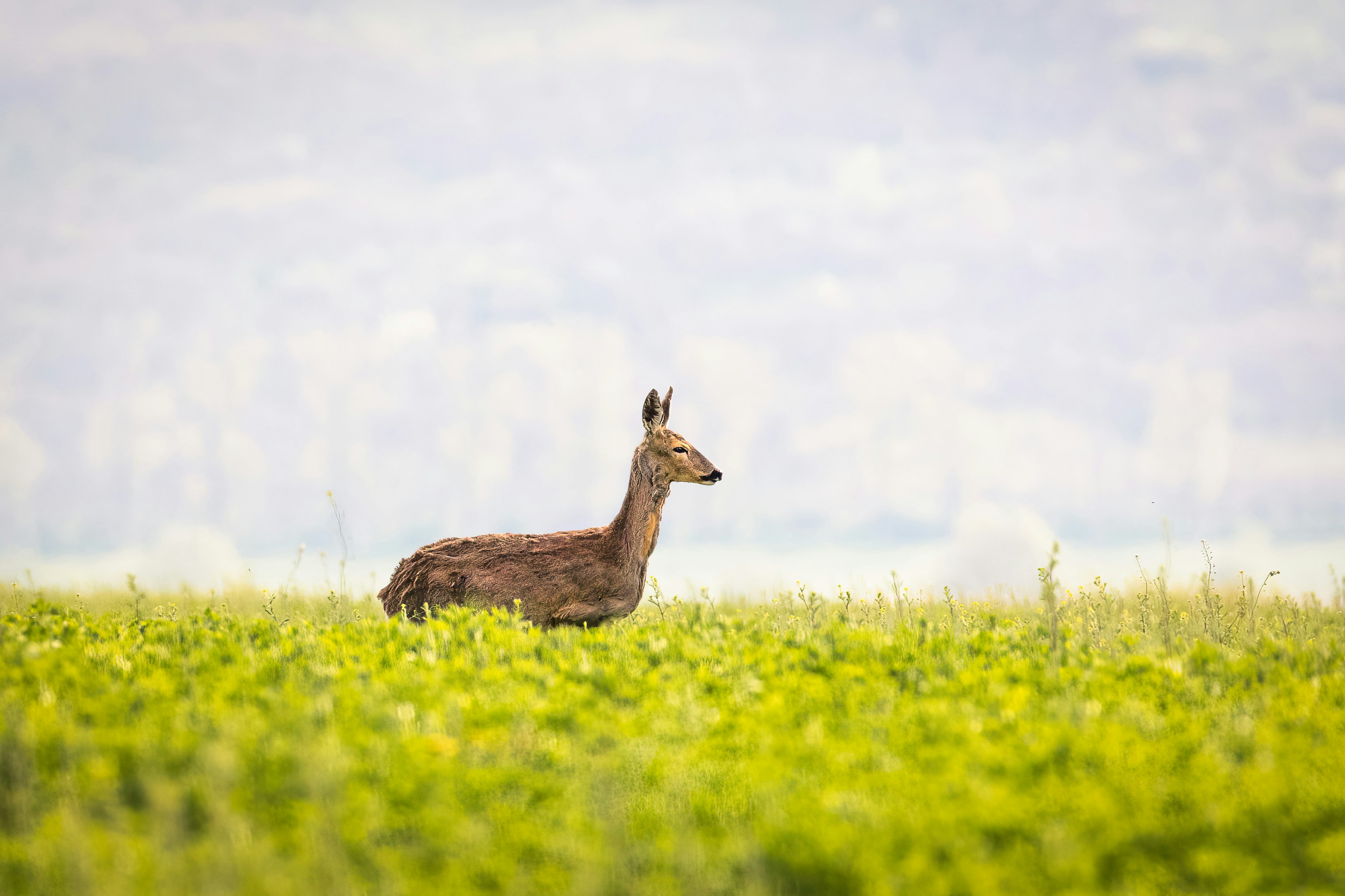 un cerf debout dans un champ d’herbe verte