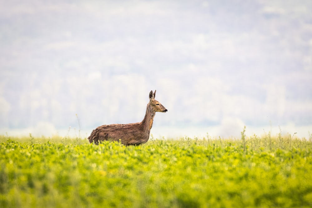 a deer standing in a field of green grass