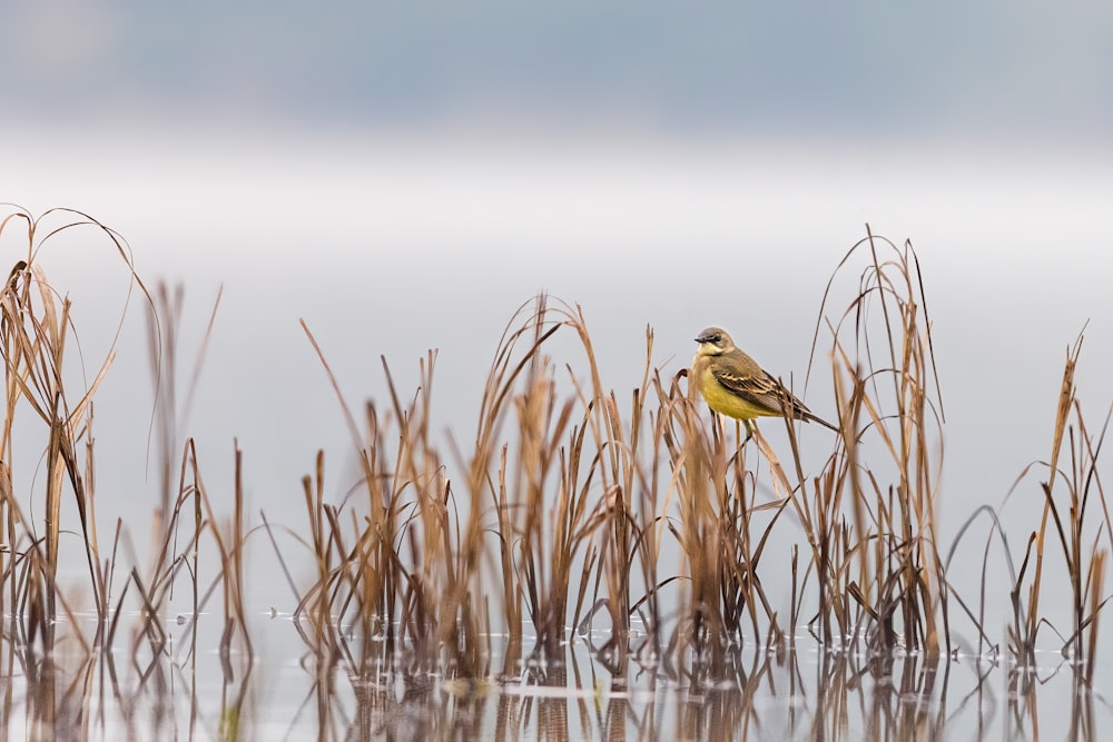 a small yellow bird sitting on top of a grass covered field