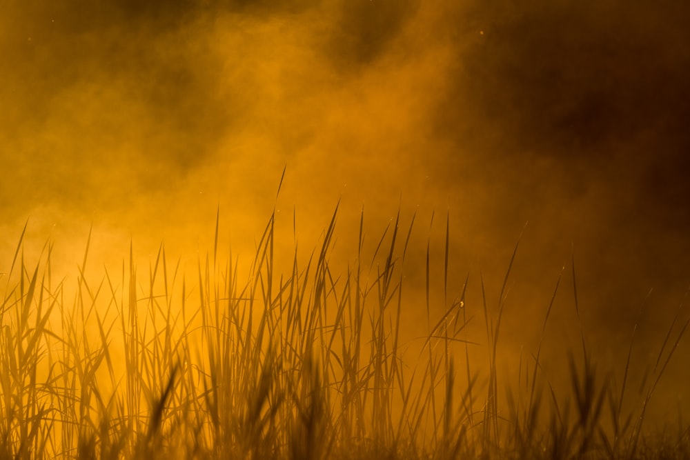 a foggy field with tall grass in the foreground