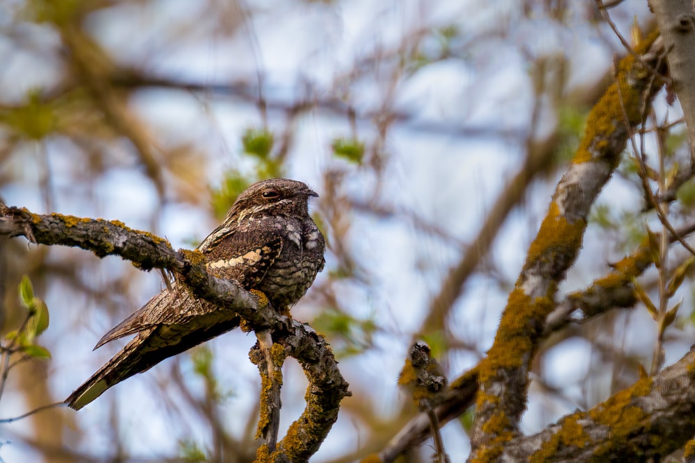 a bird sitting on a branch of a tree