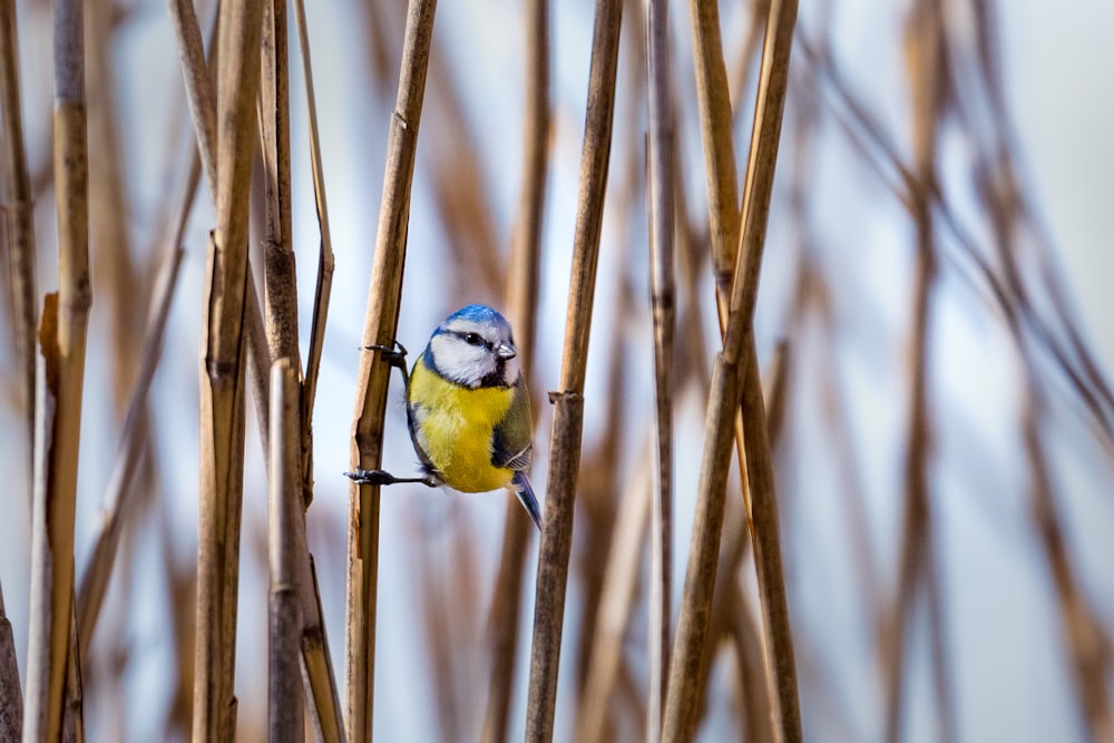 a small blue and yellow bird perched on a branch