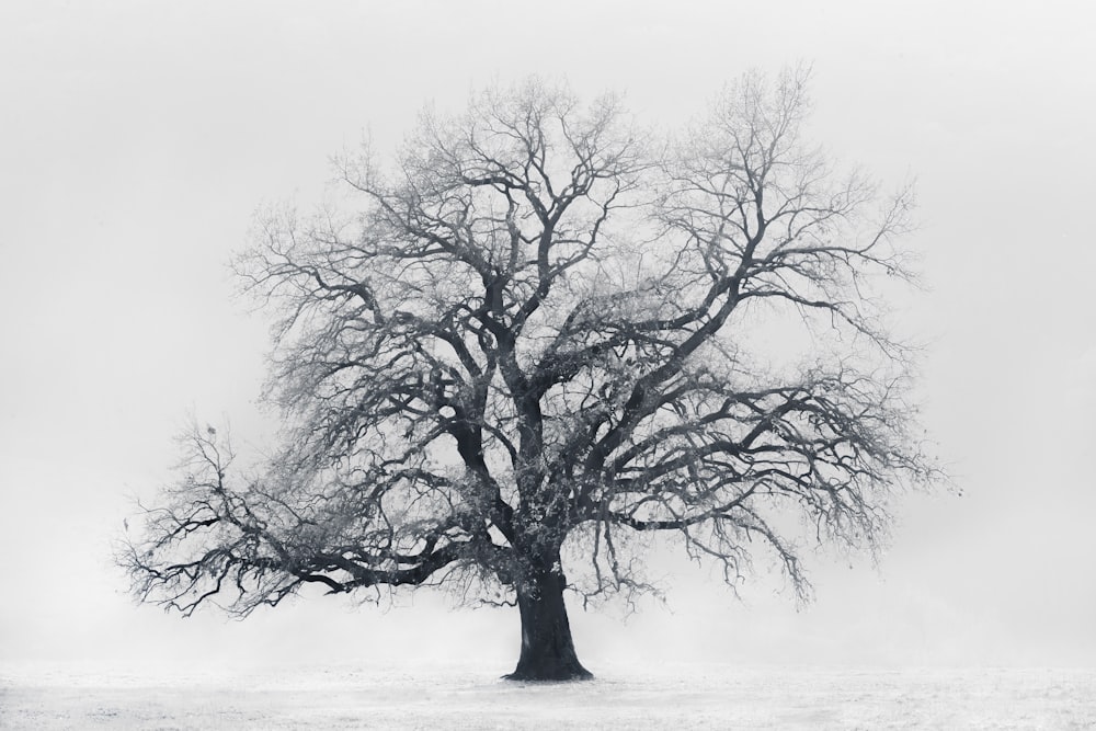 a lone tree stands in a snowy field