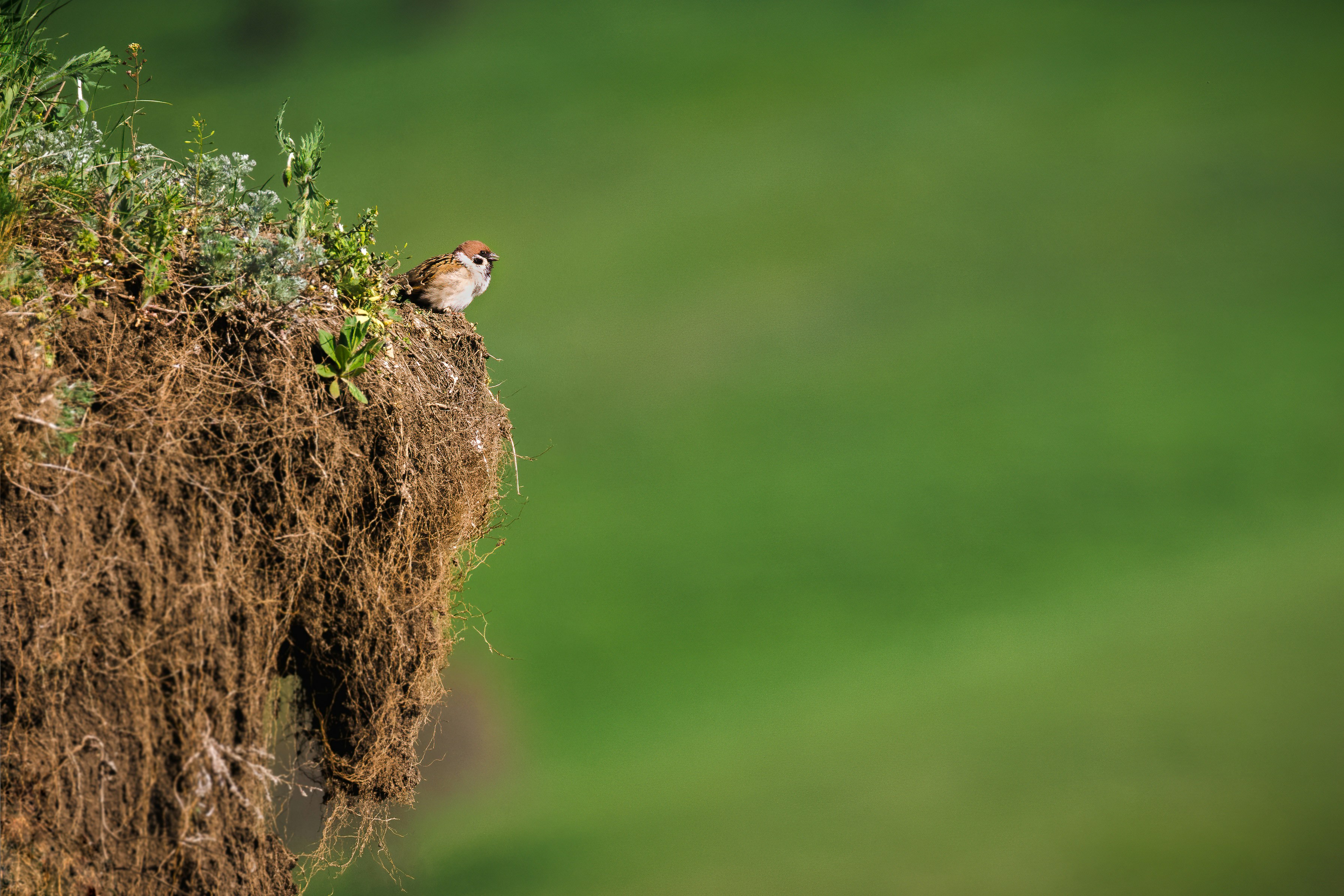 a small bird sitting on top of a pile of dirt