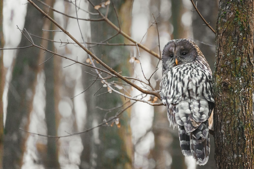 an owl is perched on a tree branch