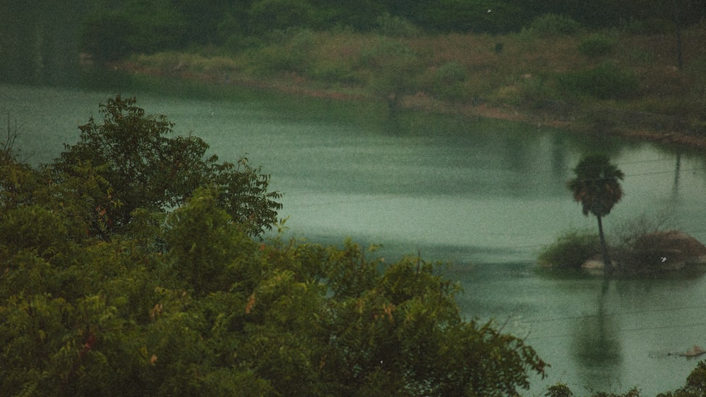 a body of water surrounded by trees and bushes