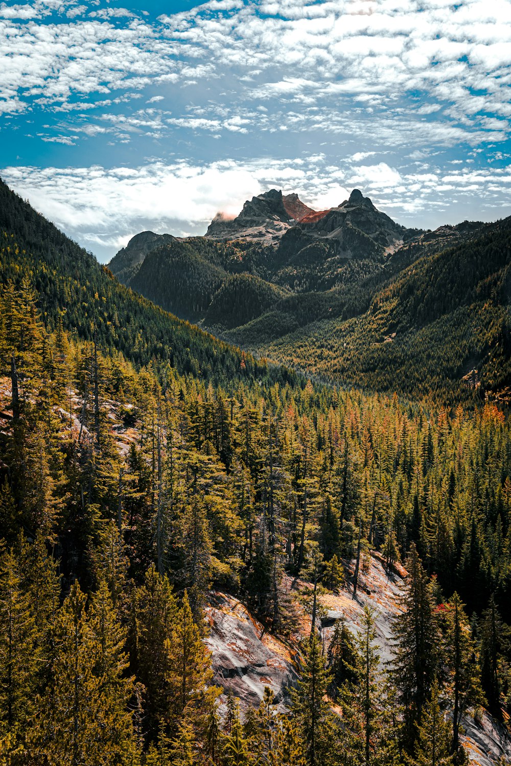 a scenic view of a mountain range with trees in the foreground