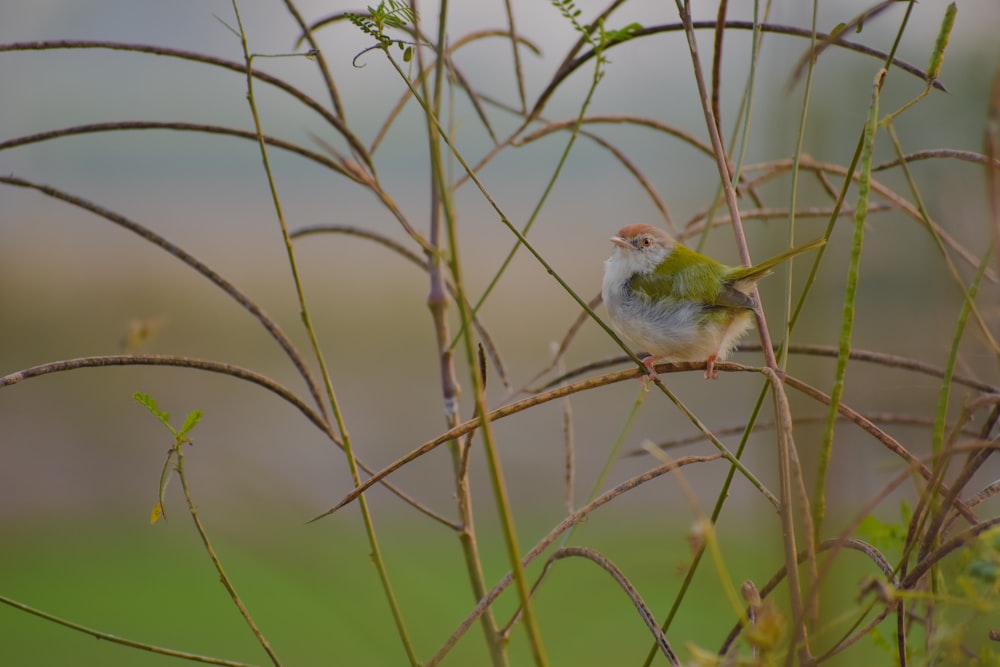 a small bird sitting on top of a tree branch