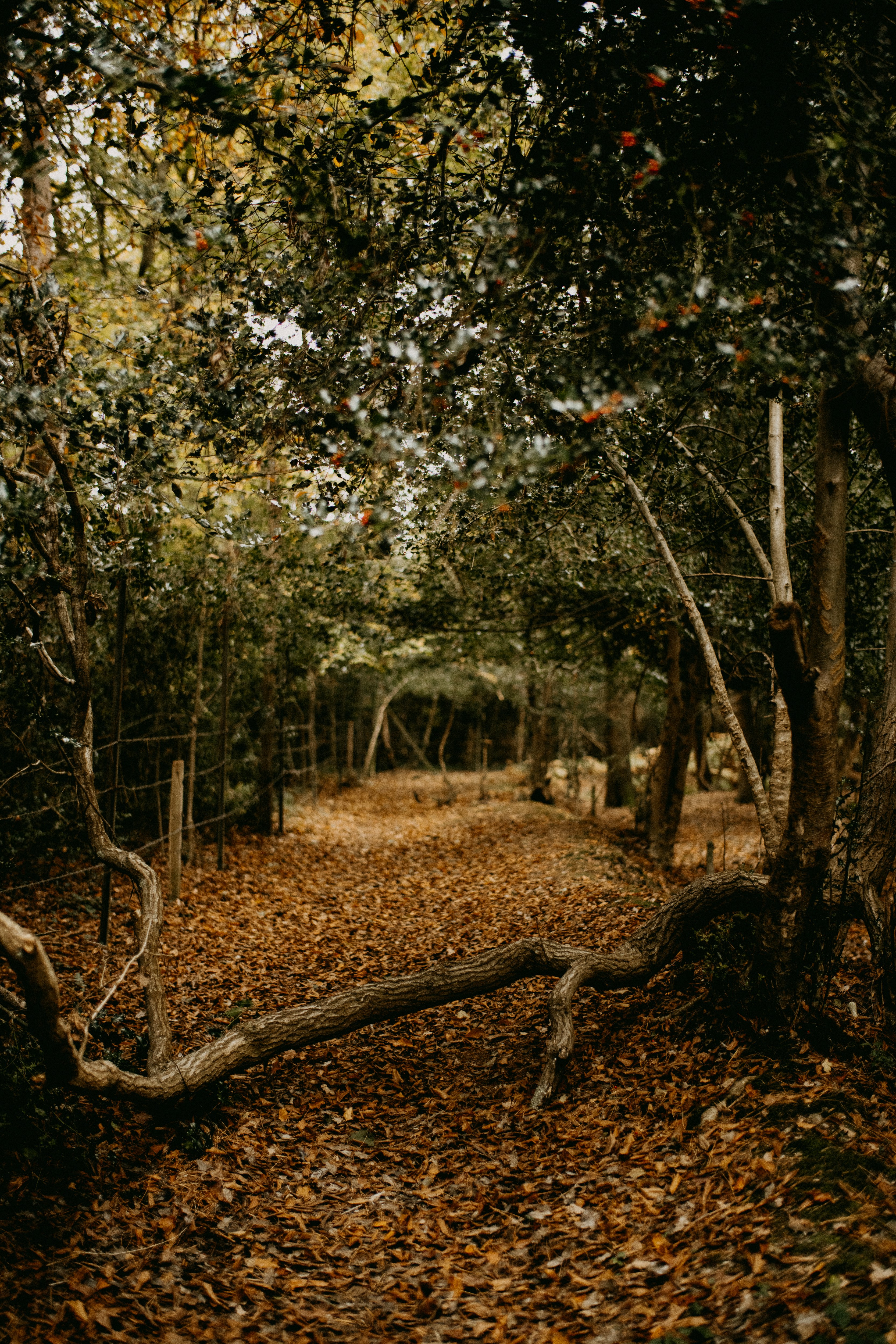 Photo by anniespratt