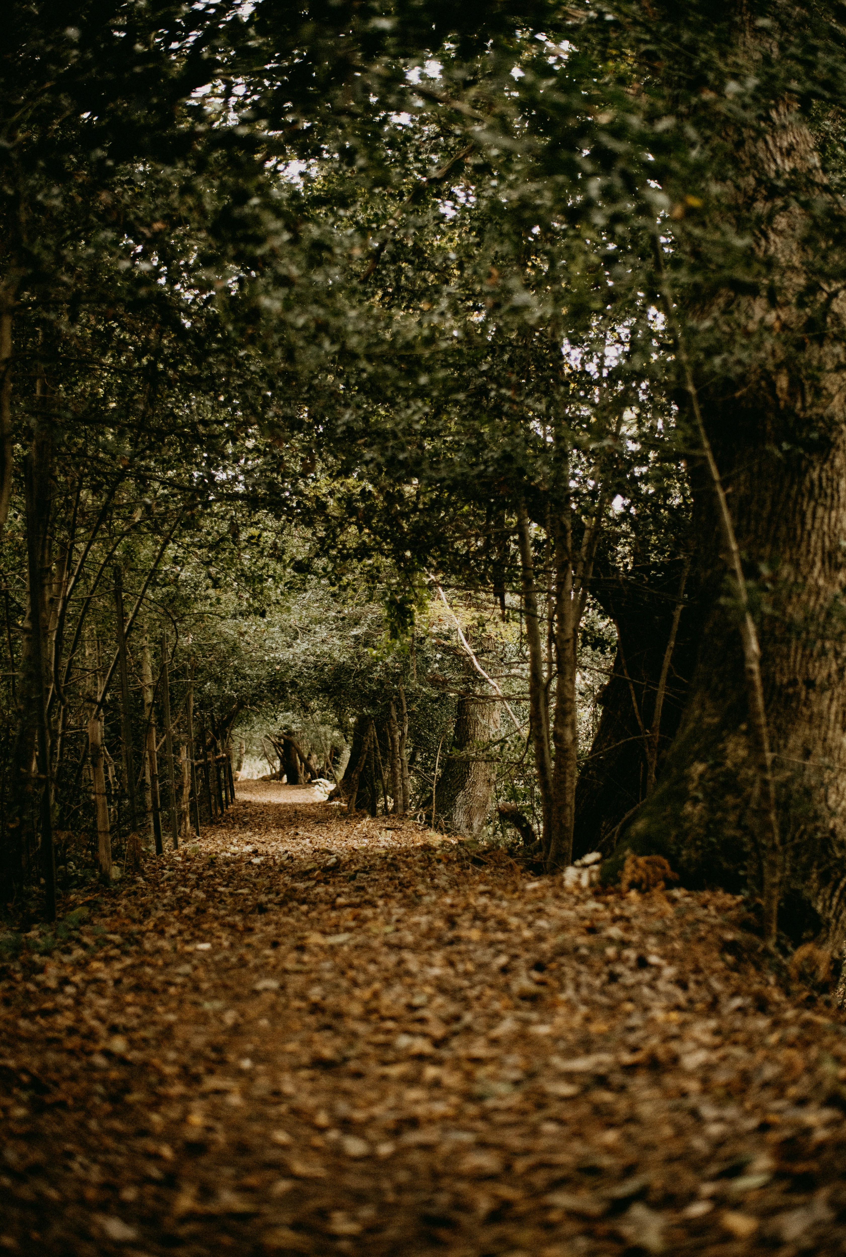 Photo by anniespratt