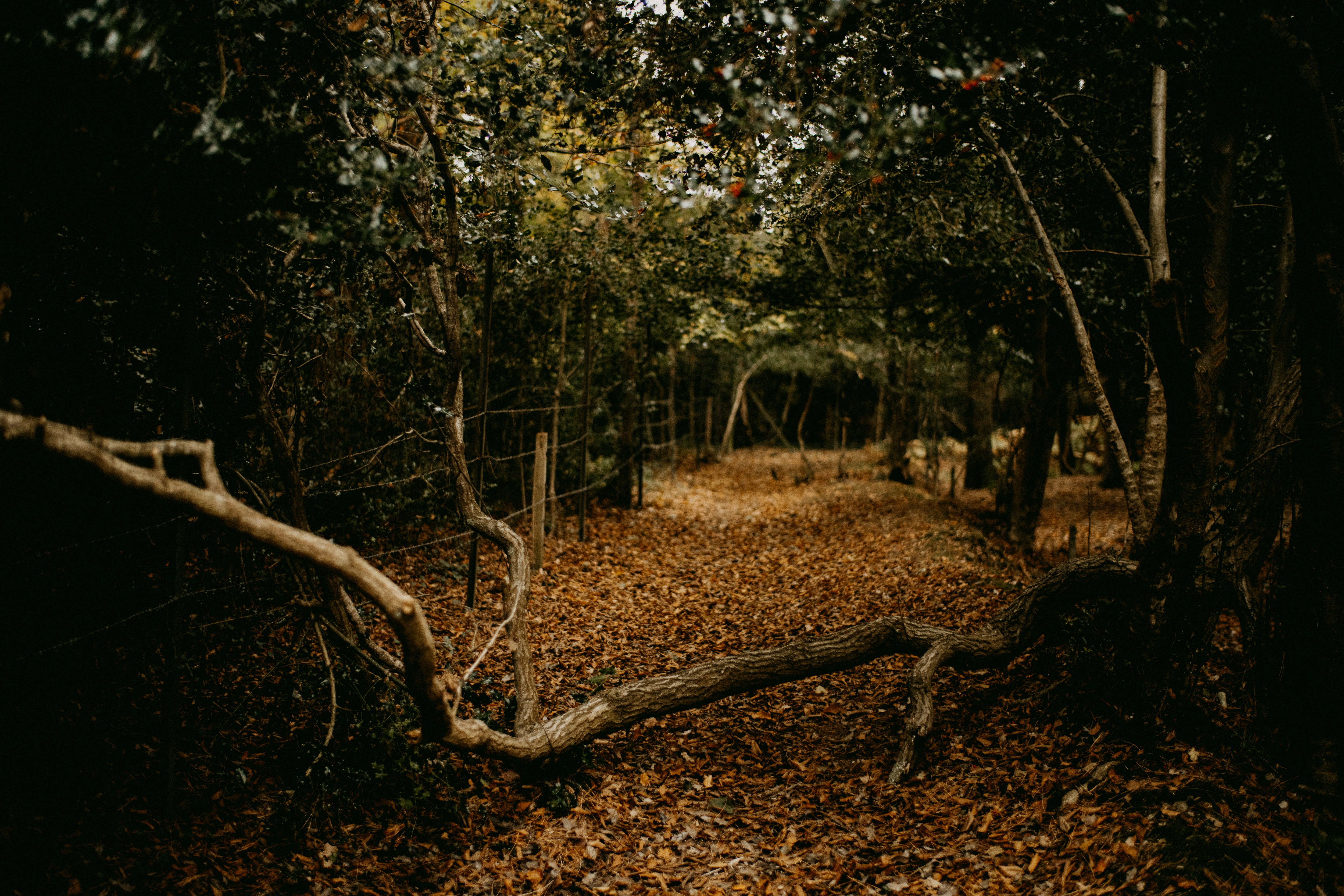 Photo by anniespratt