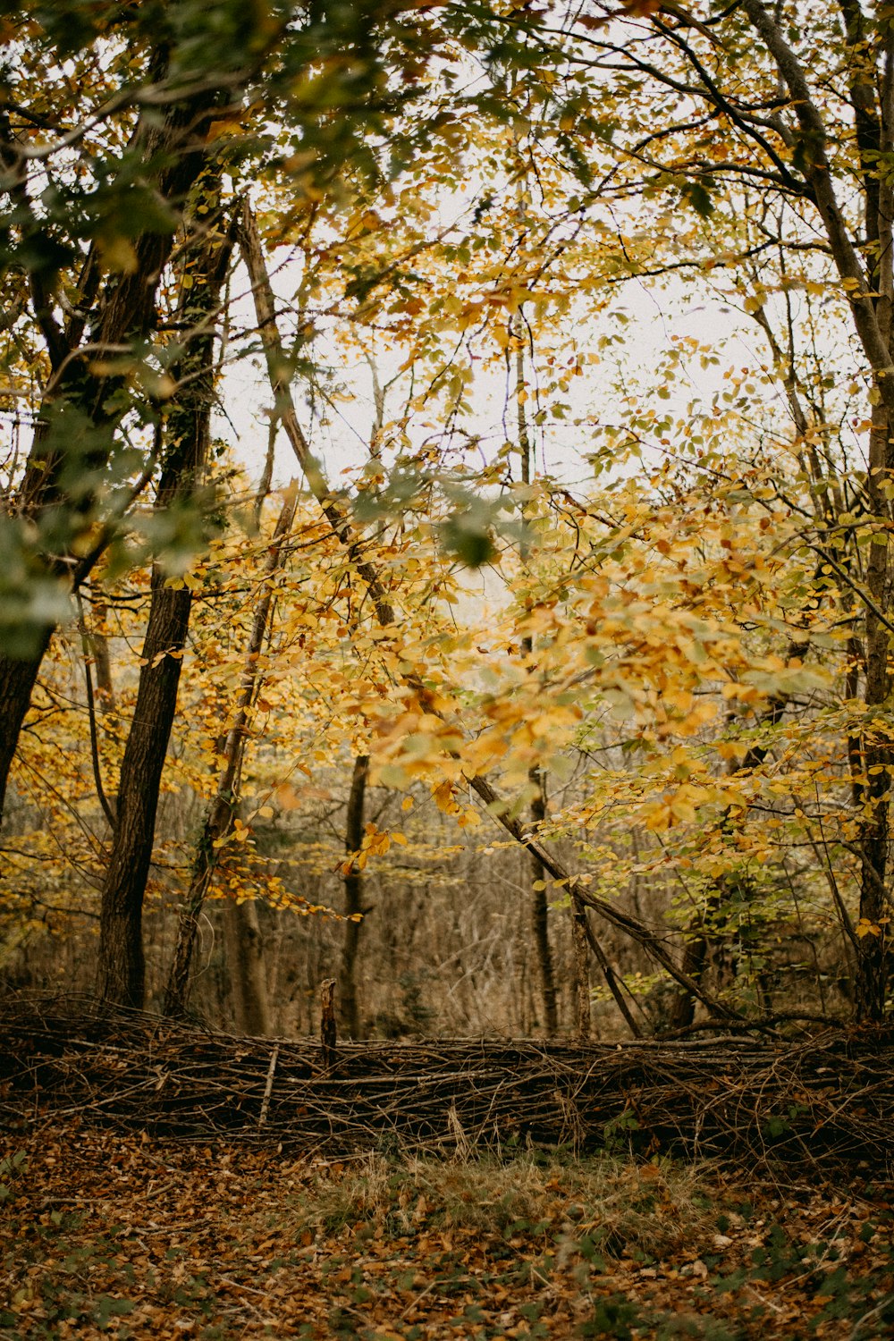 a forest filled with lots of trees covered in yellow leaves