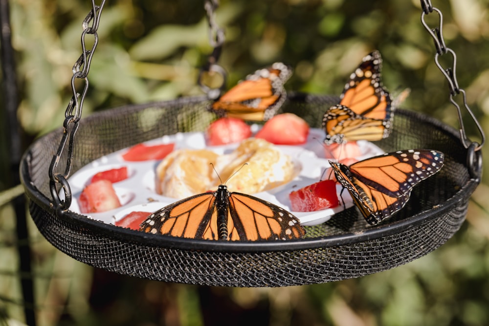 a group of butterflies sitting on top of a plate of food