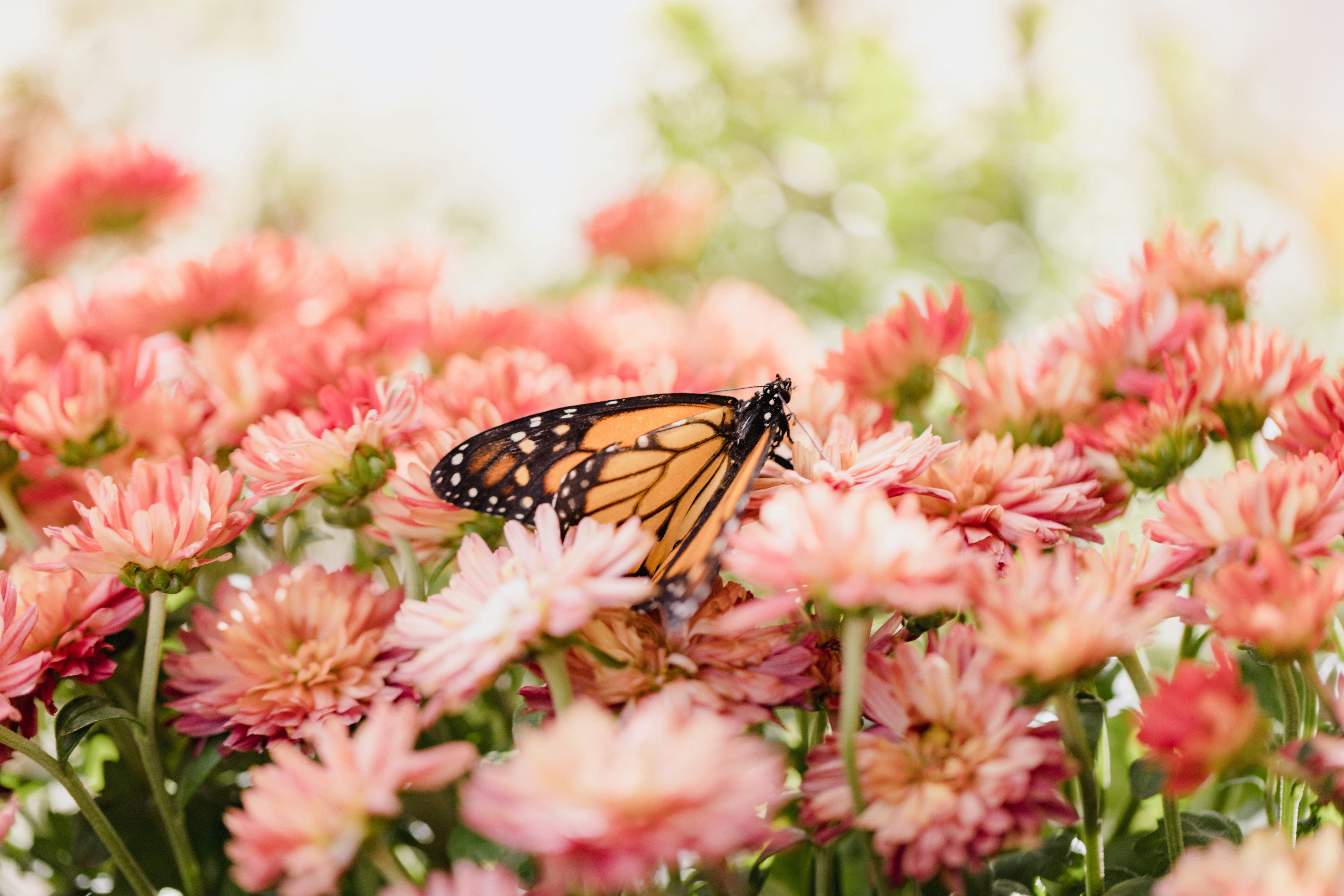 A monarch butterfly sitting on top of pink flowers photo – Free Monarch ...