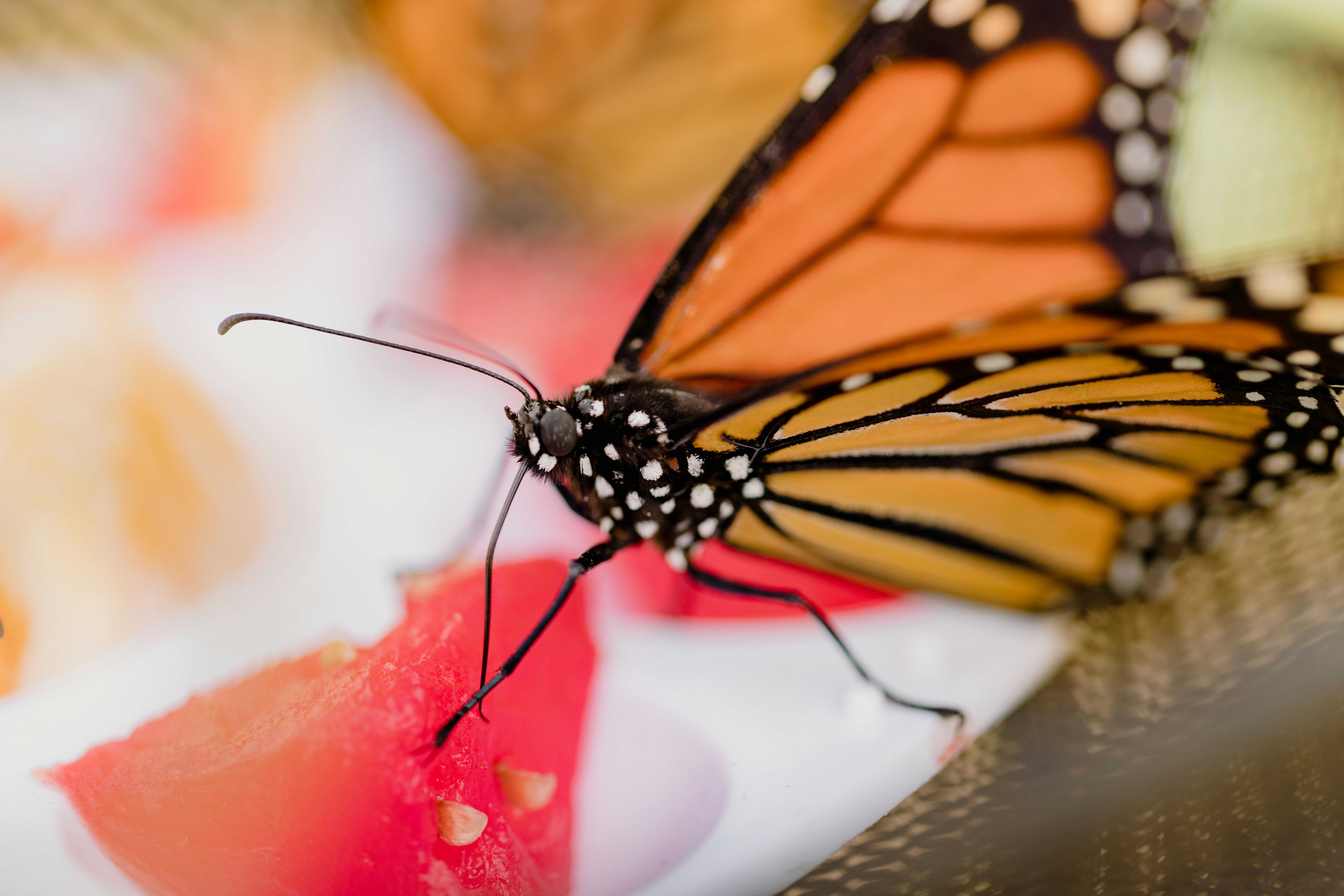 a close up of a butterfly on a flower