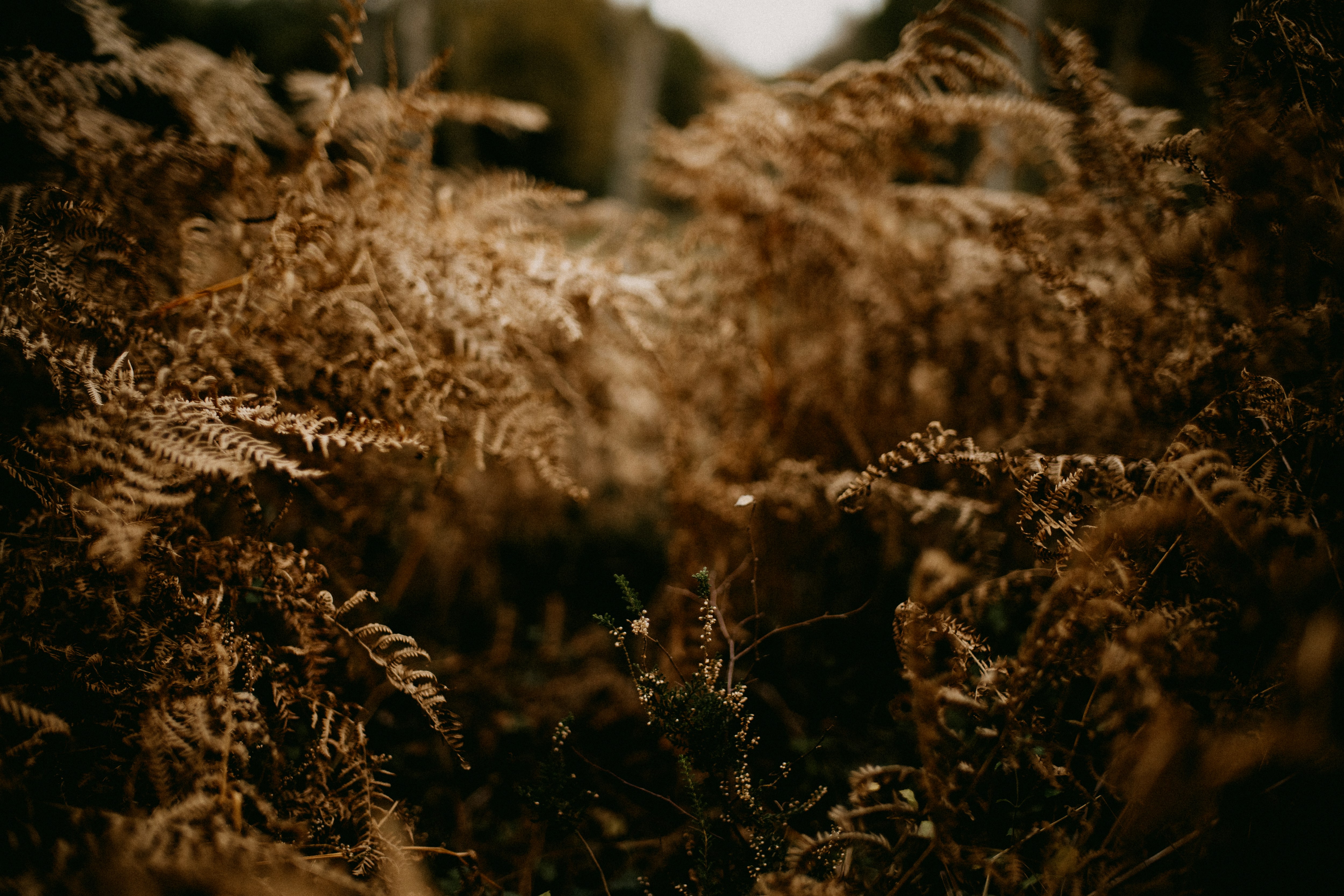 Photo by anniespratt