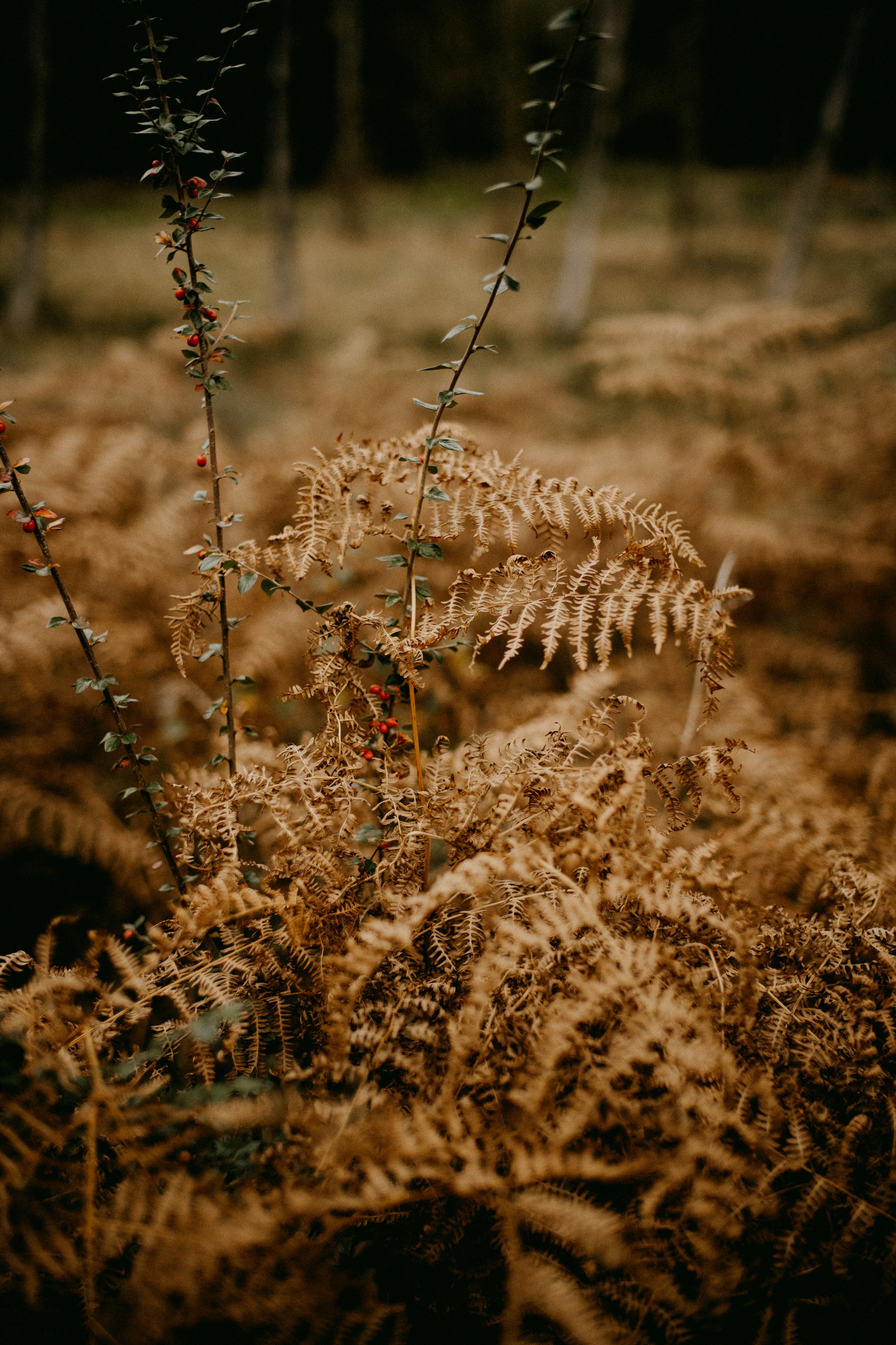 Photo by anniespratt