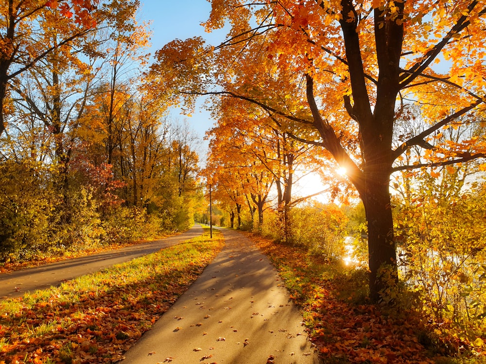 the sun shines brightly through the trees along the road