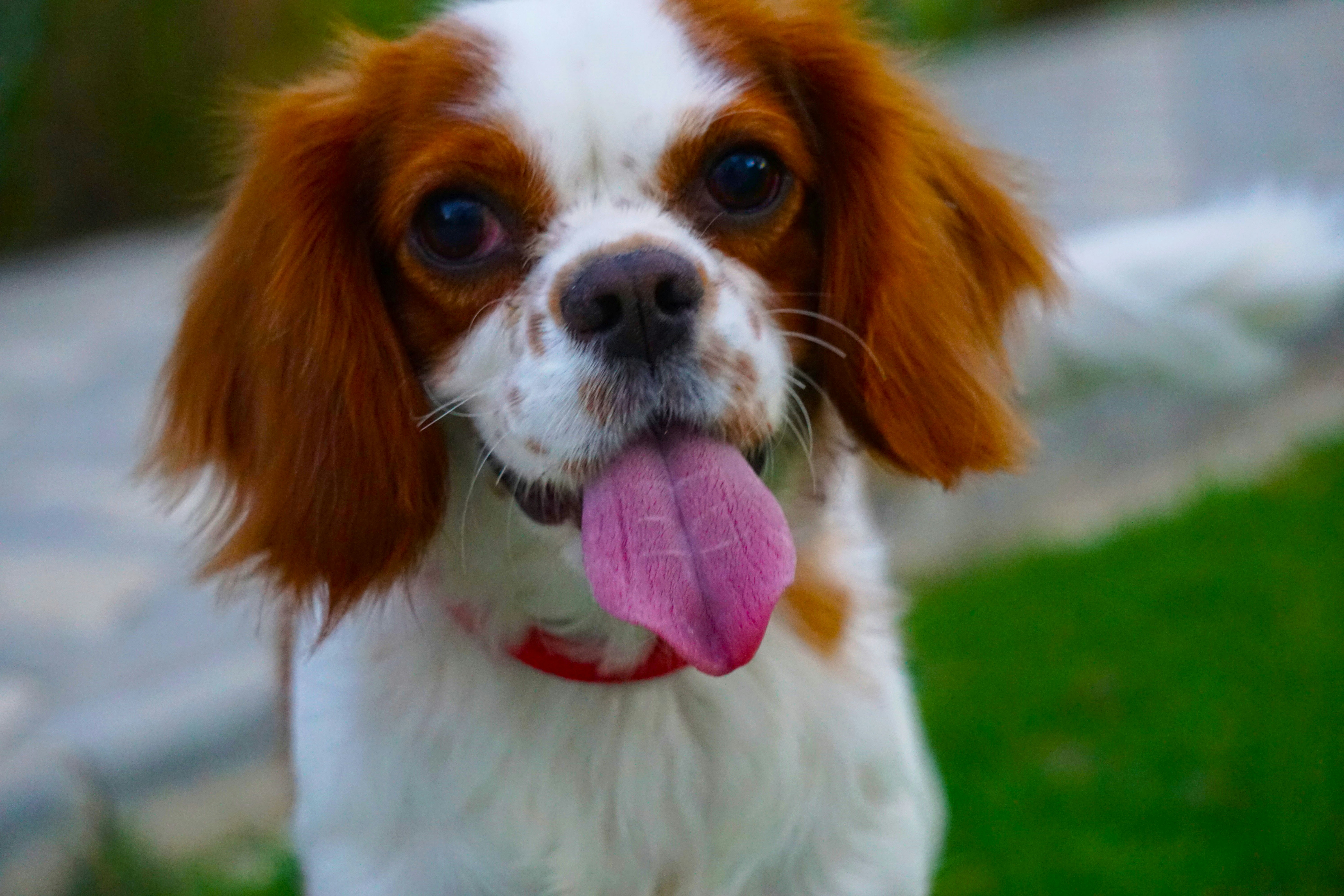 Cavalier King Charles Spaniel with tongue out looking happy and playful, bright outdoor daylight, green garden background