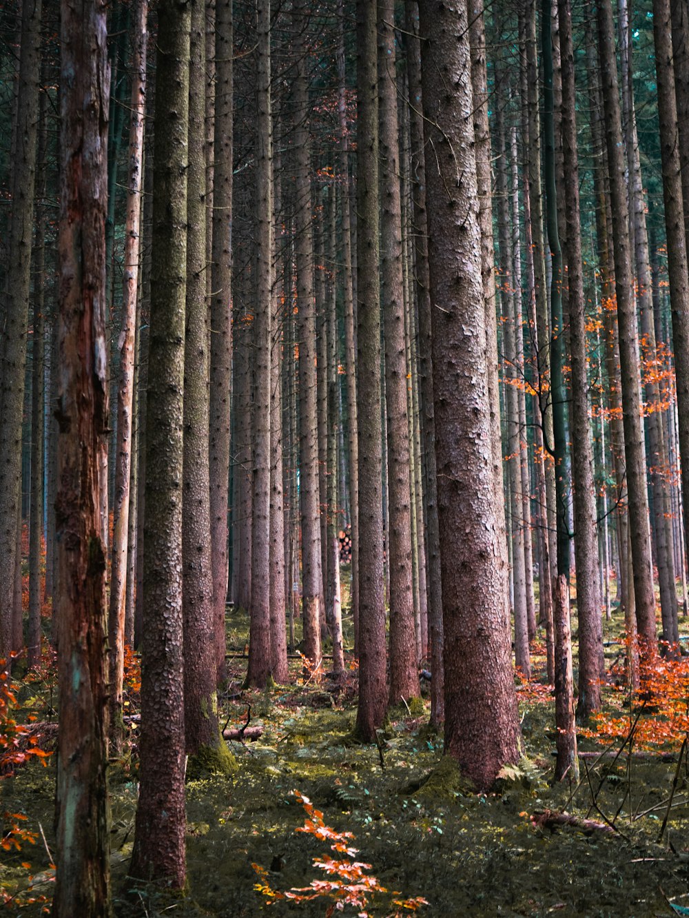 a forest filled with lots of tall trees