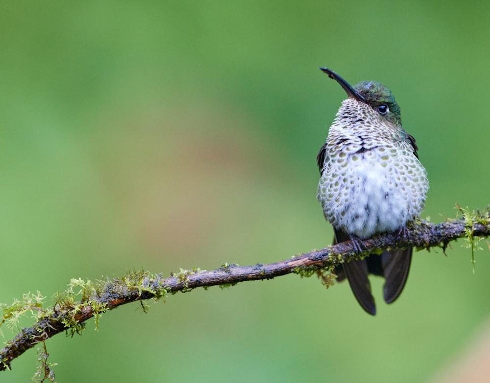 a hummingbird perches on a branch with moss