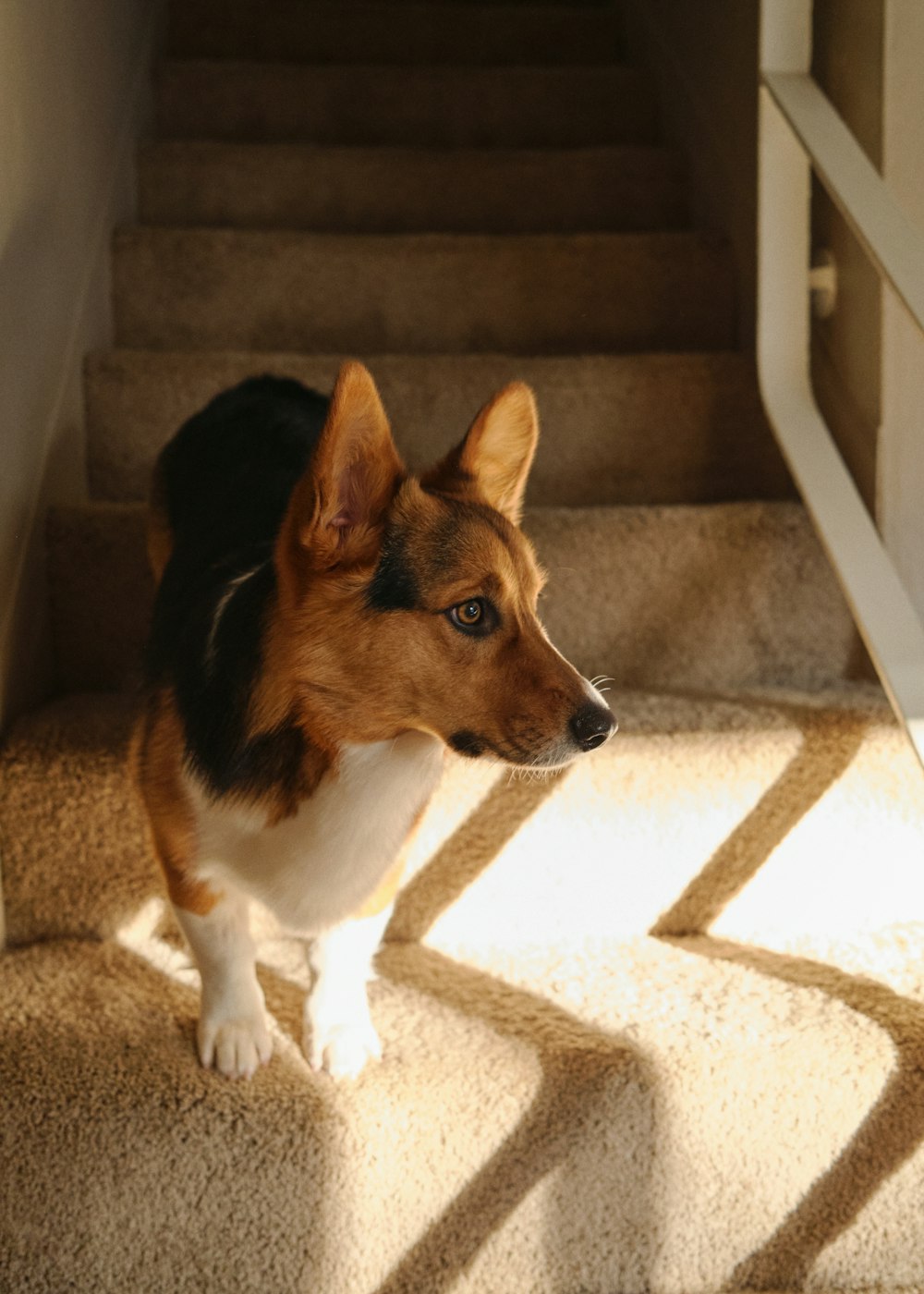 a dog standing on a carpeted stair case