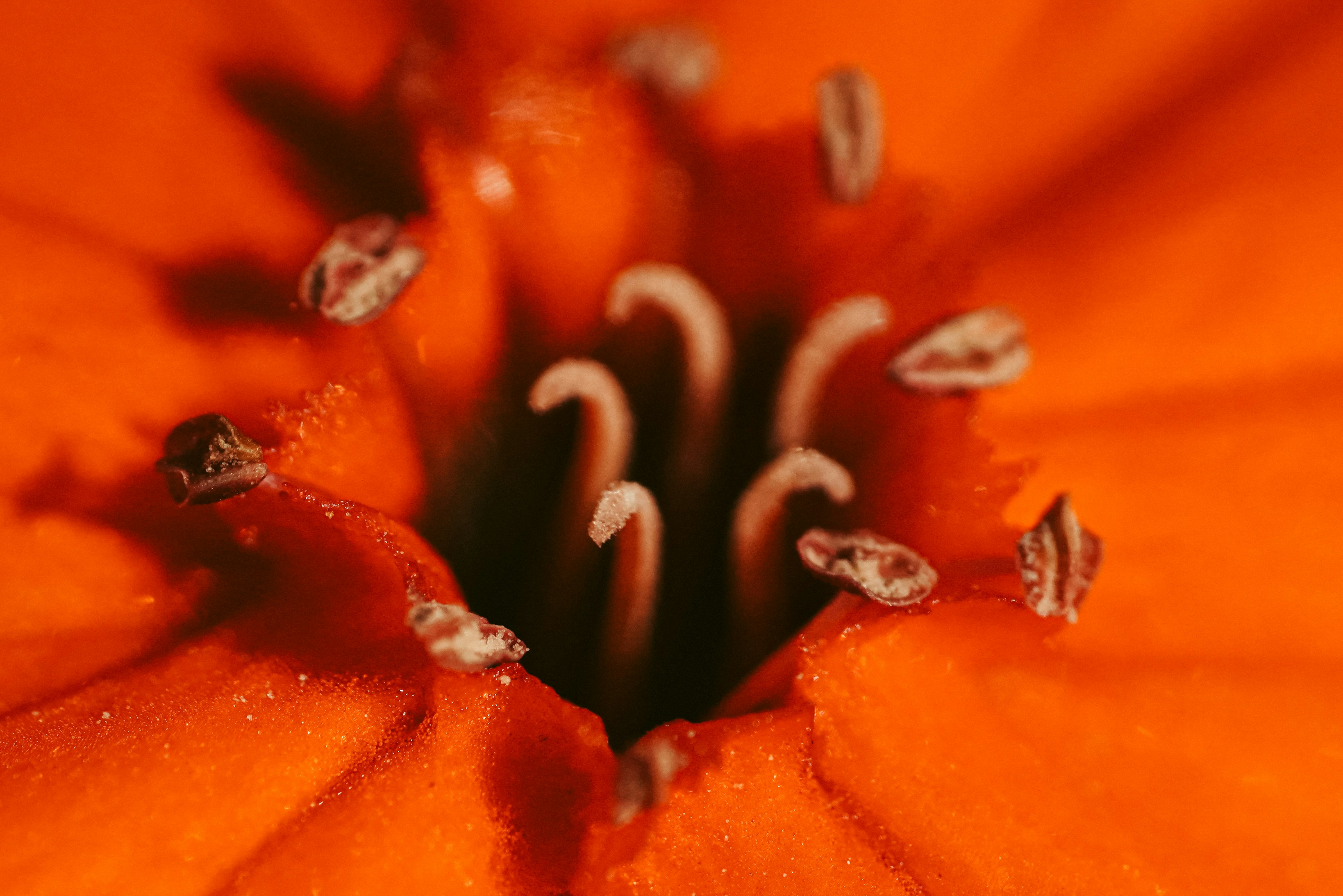 a close up view of the center of an orange flower