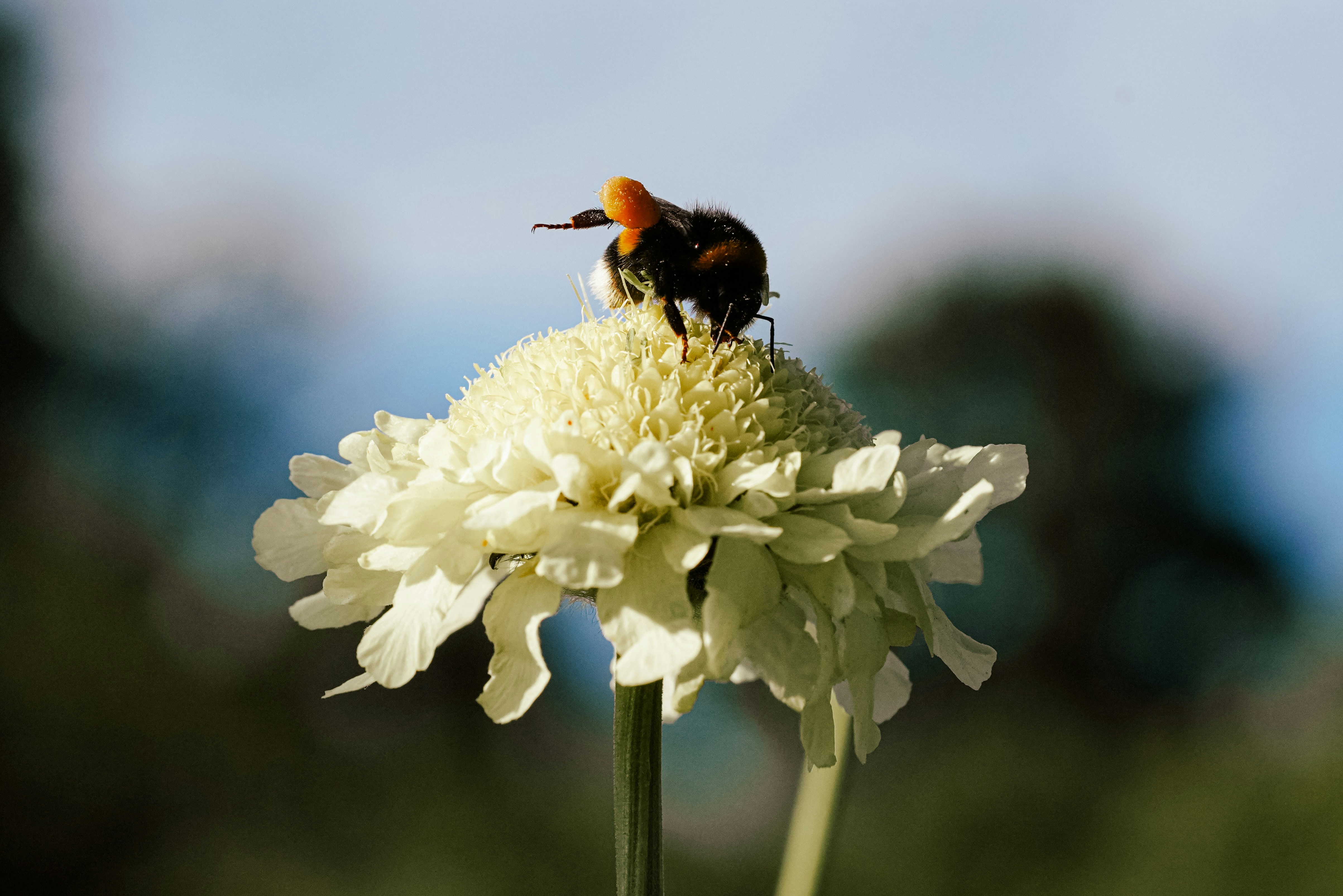 a bee sitting on top of a white flower