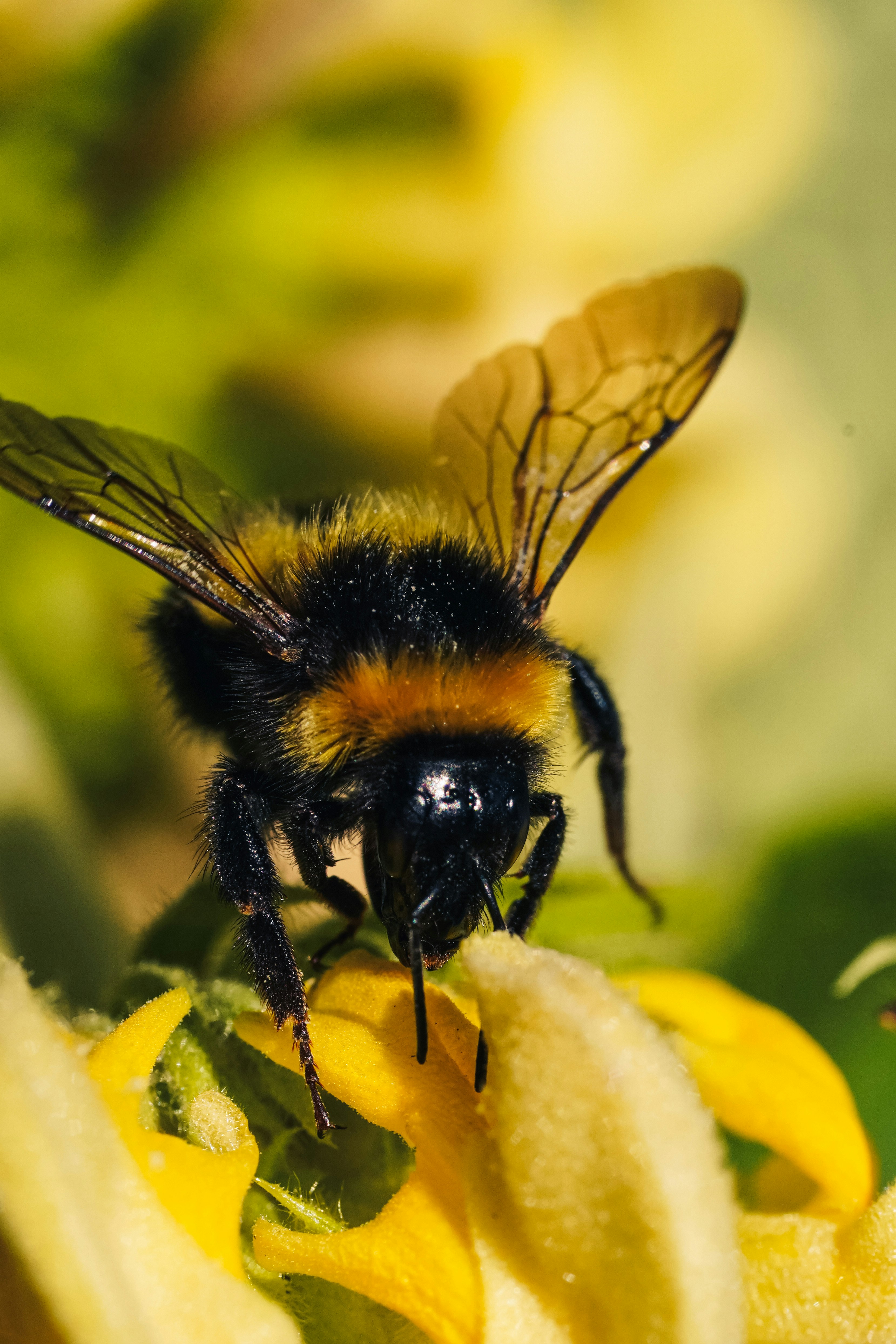 a close up of a bee on a flower