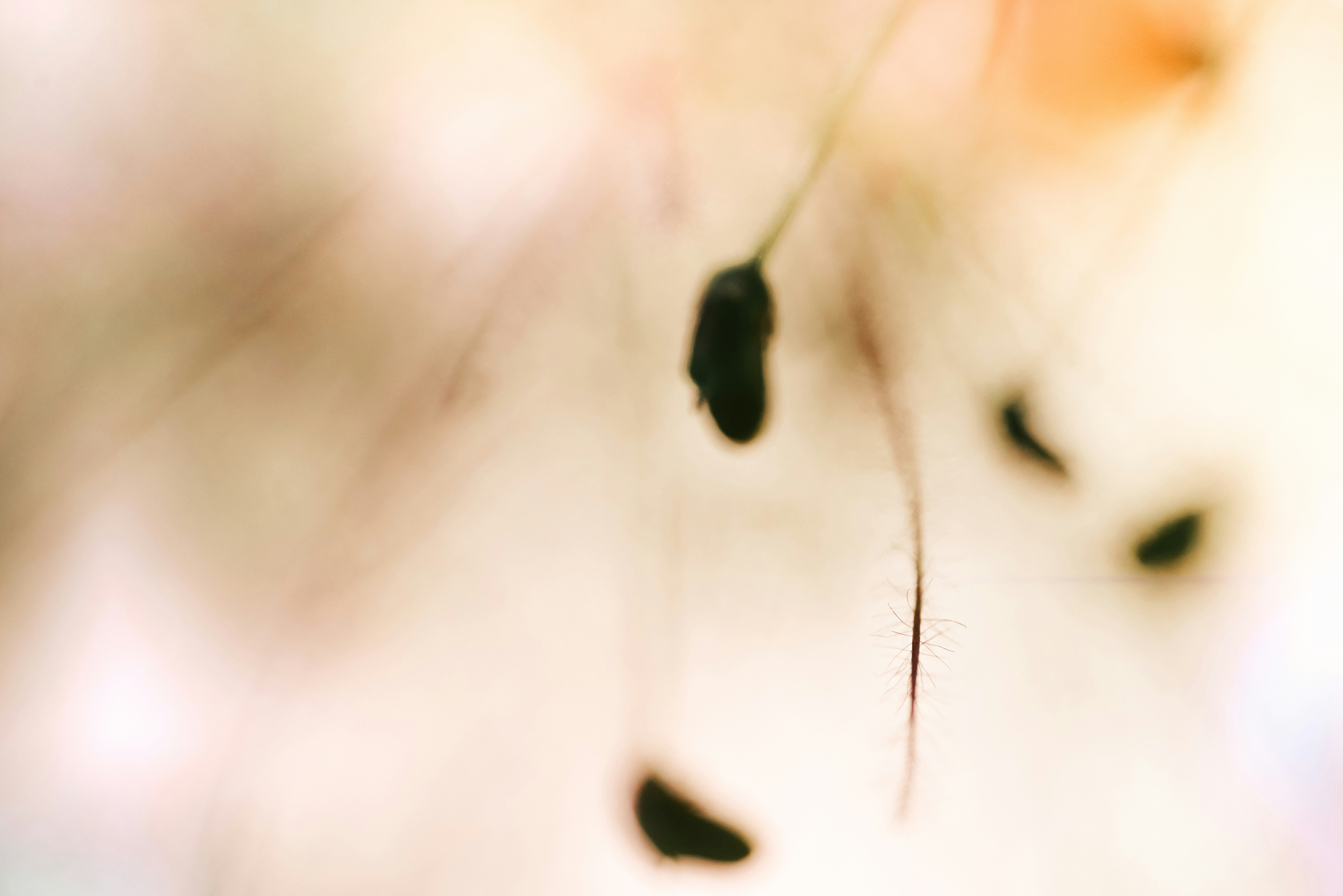 a blurry photo of a seed on a plant