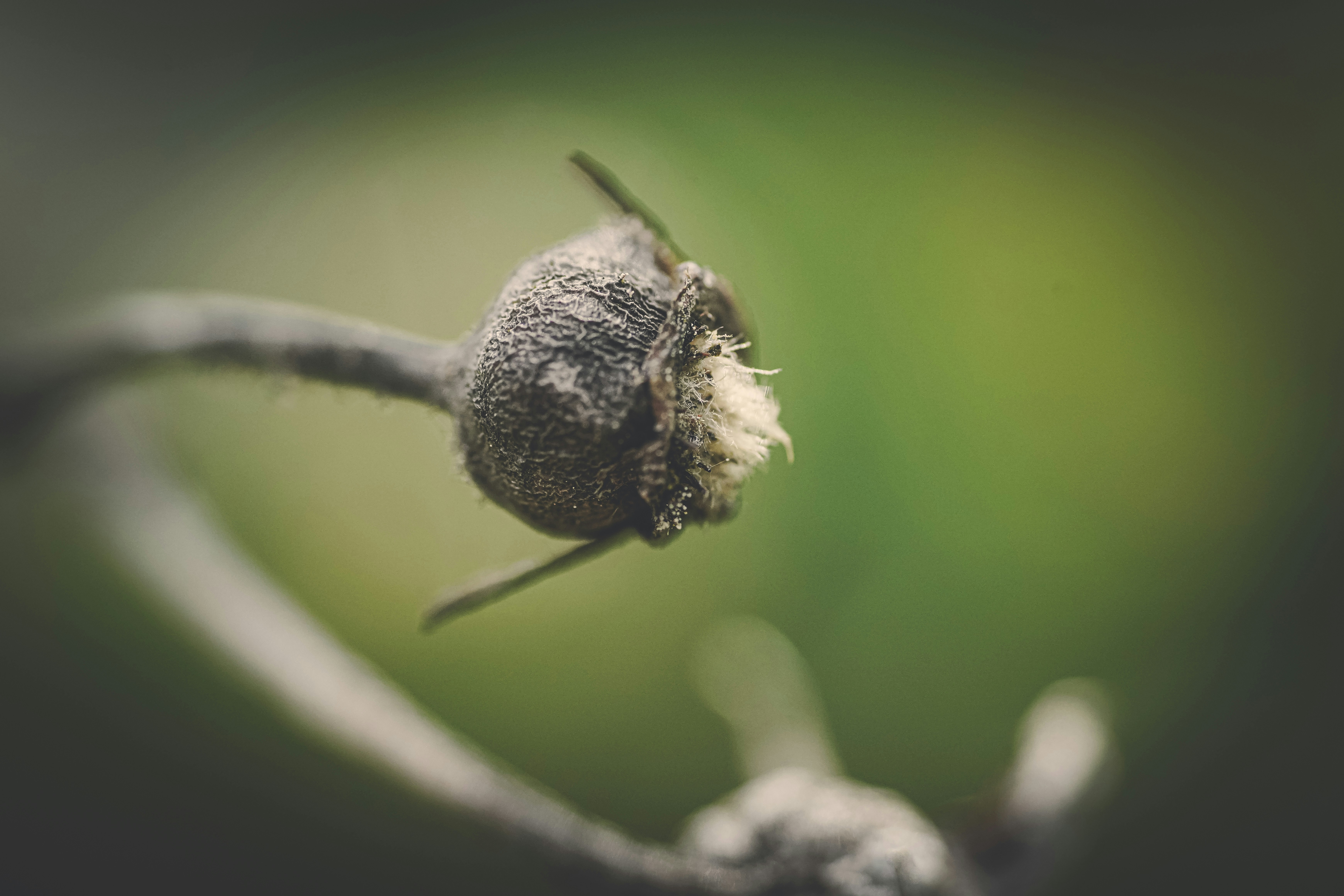 a close up of a flower on a tree branch