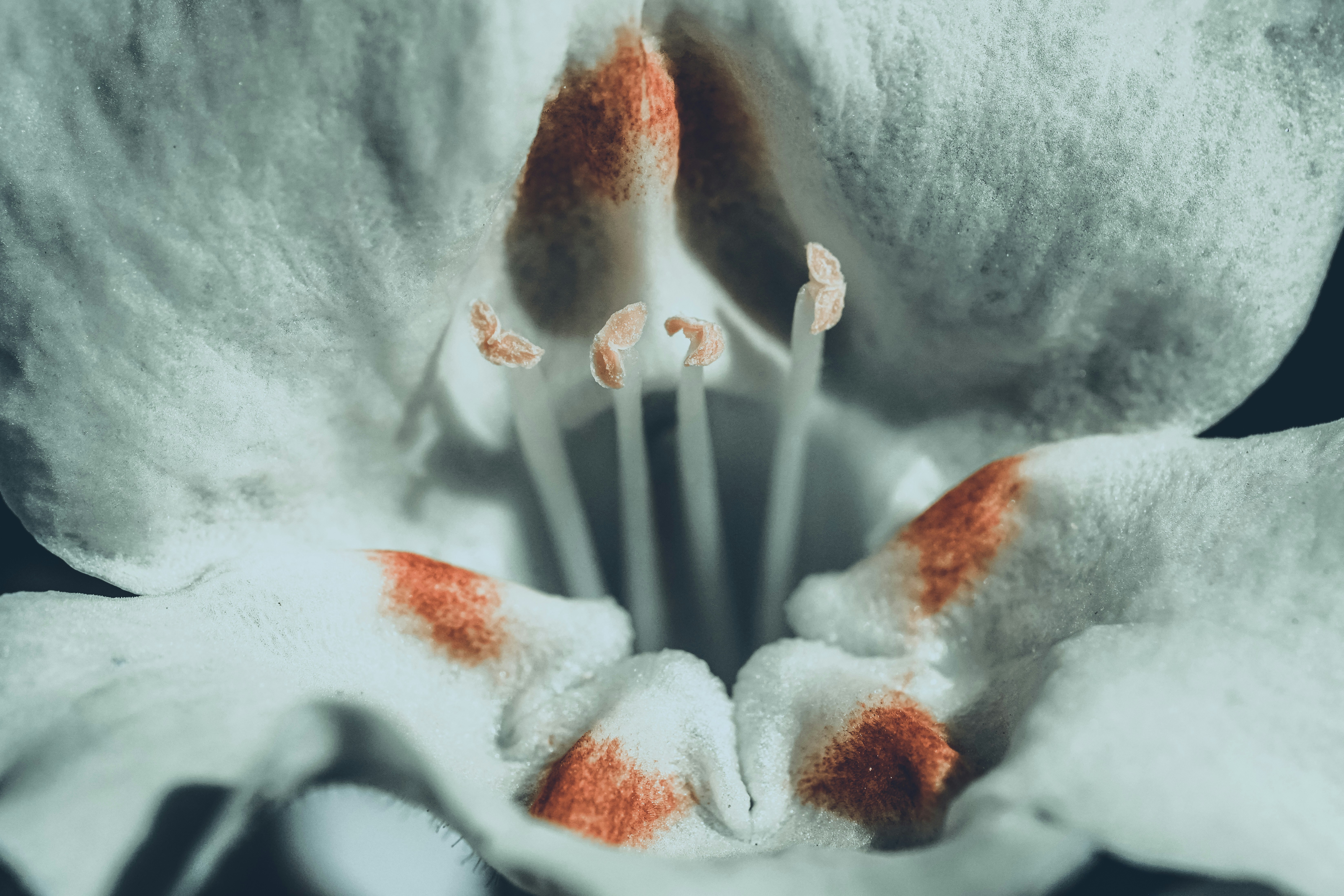 a close up of a white and orange flower