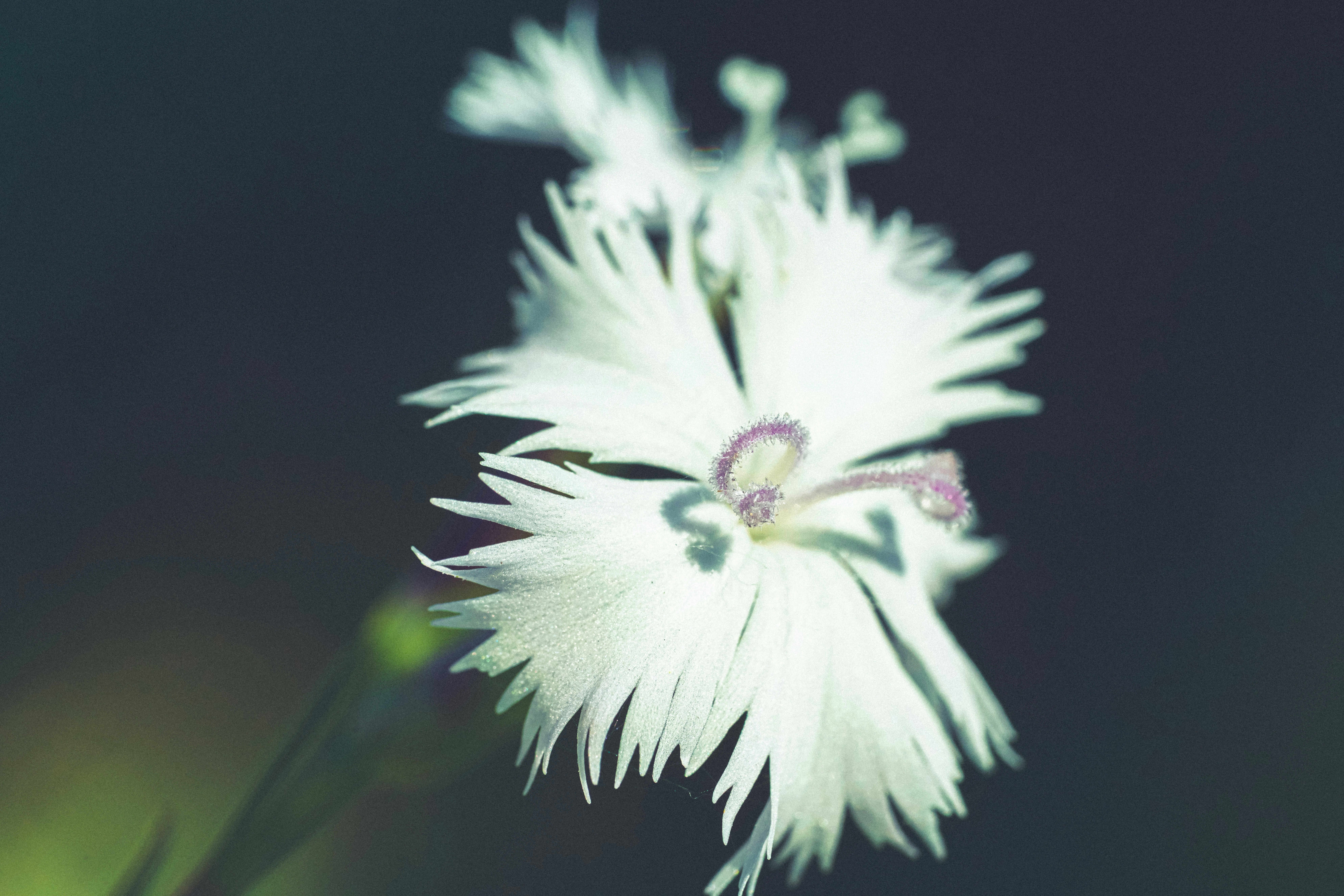 a close up of a white flower on a black background