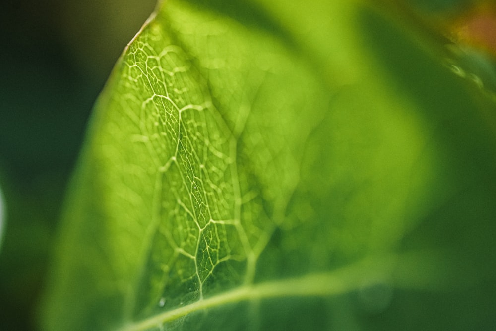 un gros plan d’une feuille verte avec un arrière-plan flou