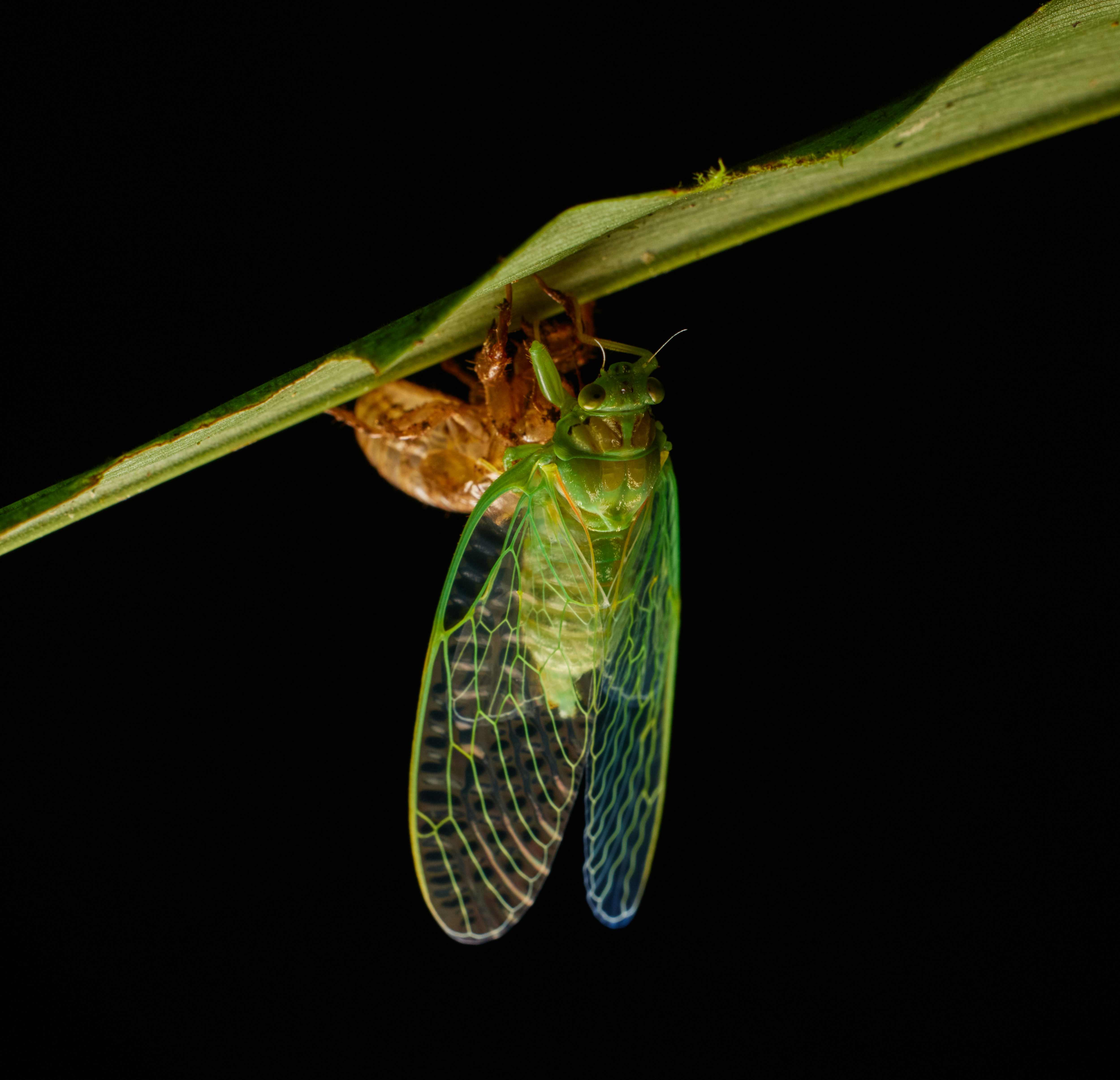 A green insect sitting on top of a leaf photo – Free Animal Image on ...
