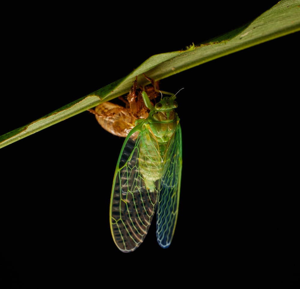 a green insect sitting on top of a leaf