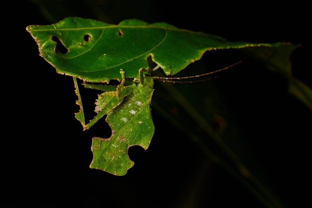 a close up of a green leaf on a black background