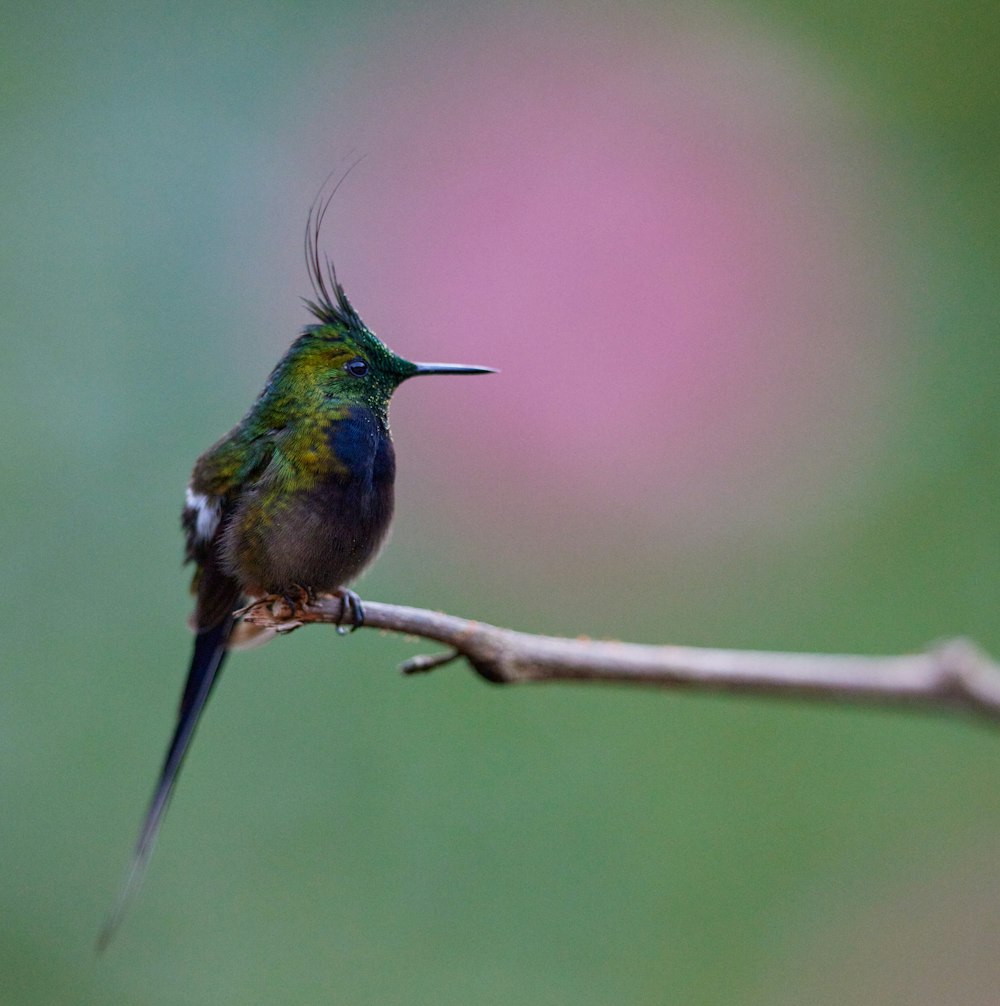 a hummingbird perches on a twig